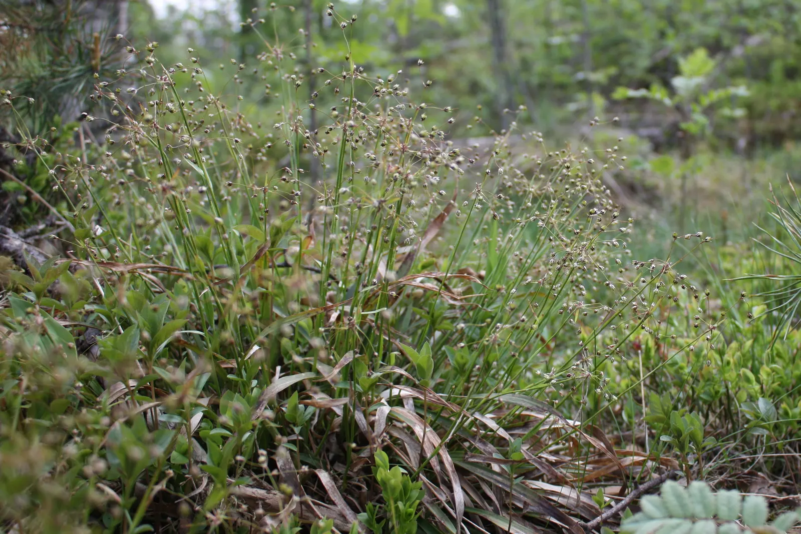 Hairy Wood Rush (Luzula Pilosa) — with each leaf characterized by a unique hairy texture that gives this plant its name, image 41