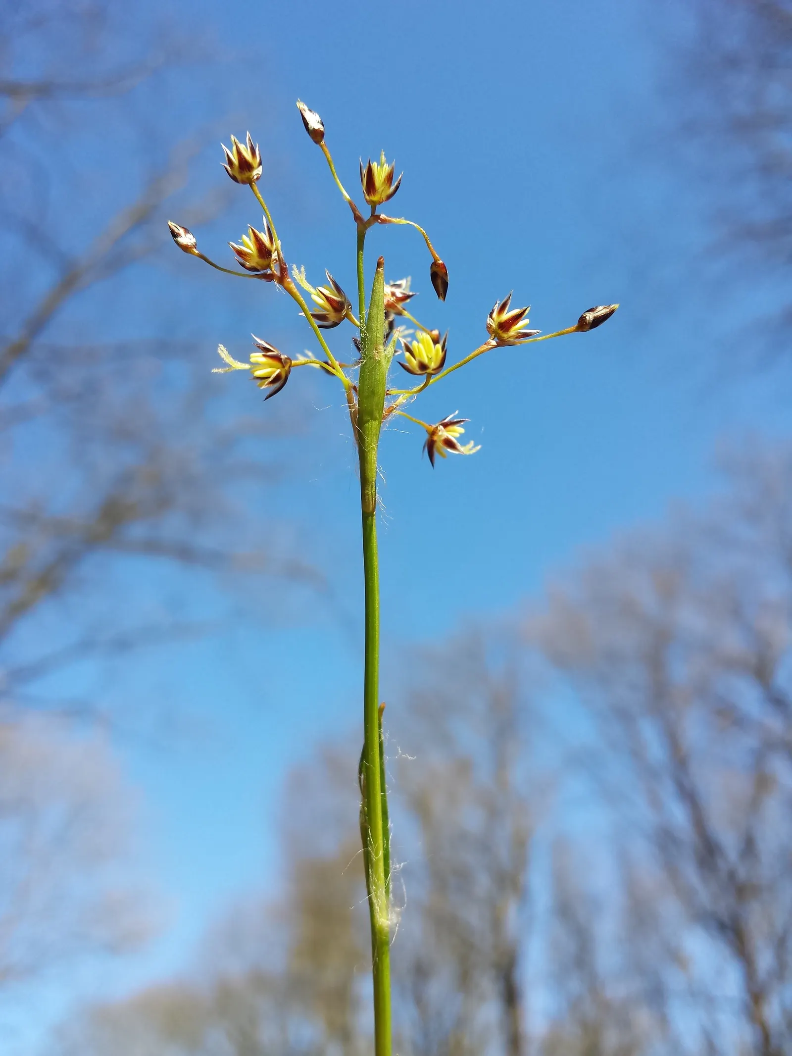 Hairy Wood Rush (Luzula Pilosa) — and offers low-maintenance ground cover or edge plantings for naturalized areas