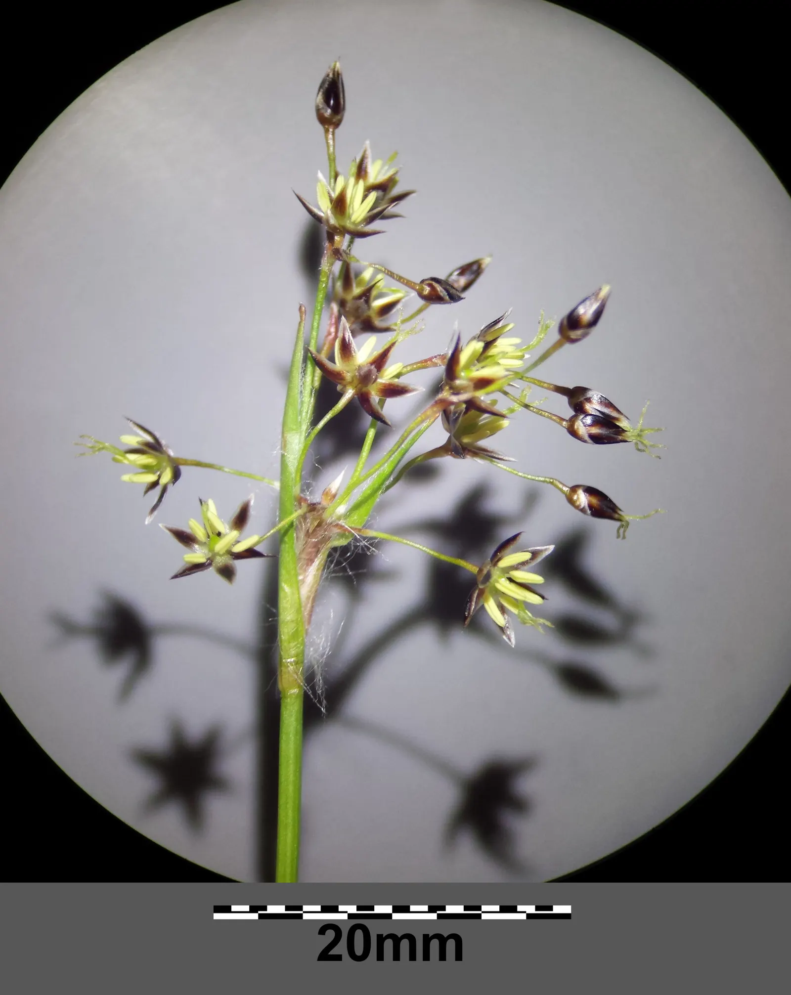 Hairy Wood Rush (Luzula Pilosa) — with each leaf characterized by a unique hairy texture that gives this plant its name, image 68
