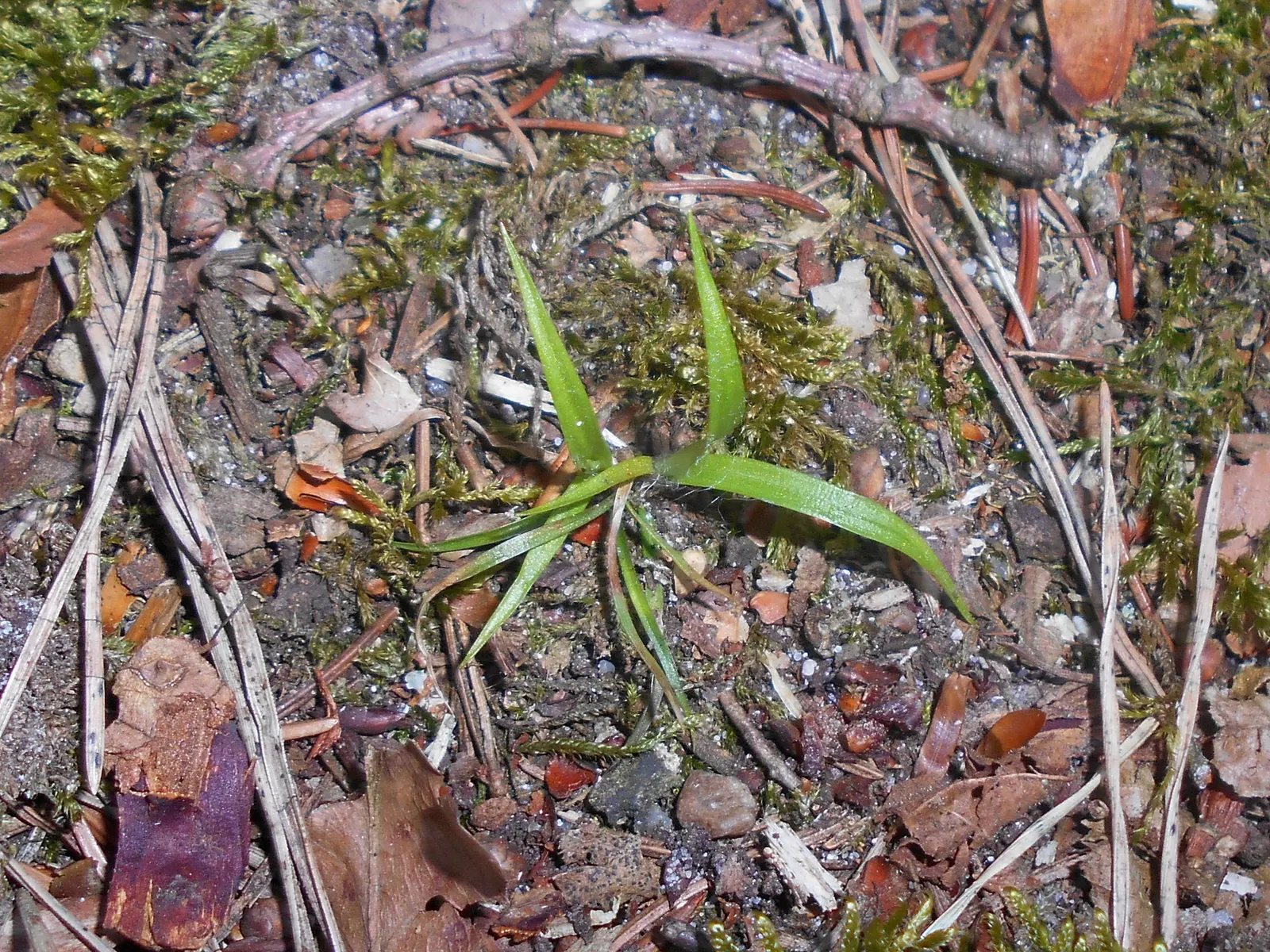 Hairy Wood Rush (Luzula Pilosa) — dark green leaves with distinctive hairy margins; they add a subtle charm and natural feel to woodland settings