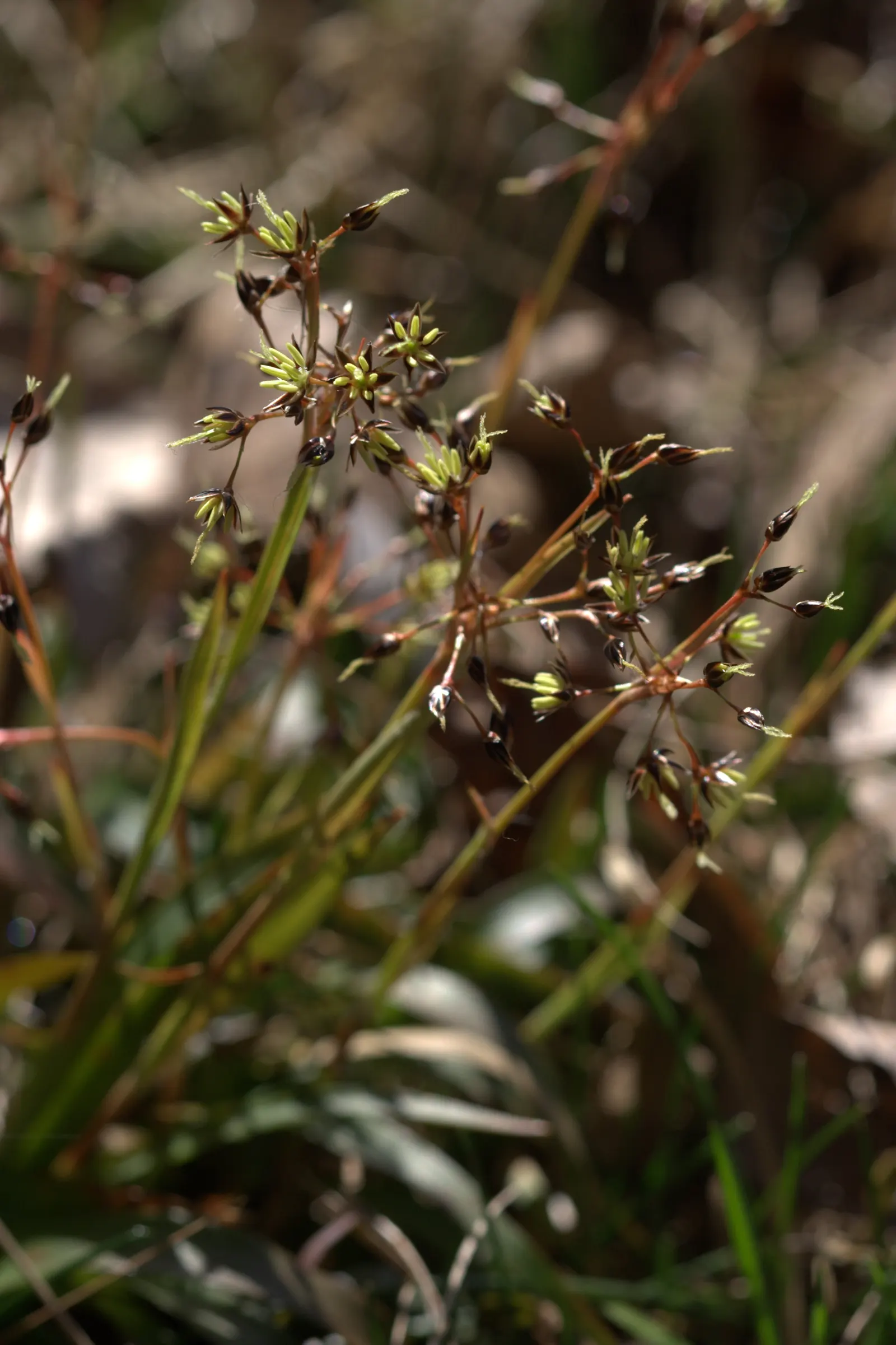Hairy Wood Rush (Luzula Pilosa) — The leaves can spread outwards; it's particularly well-suited for shaded borders