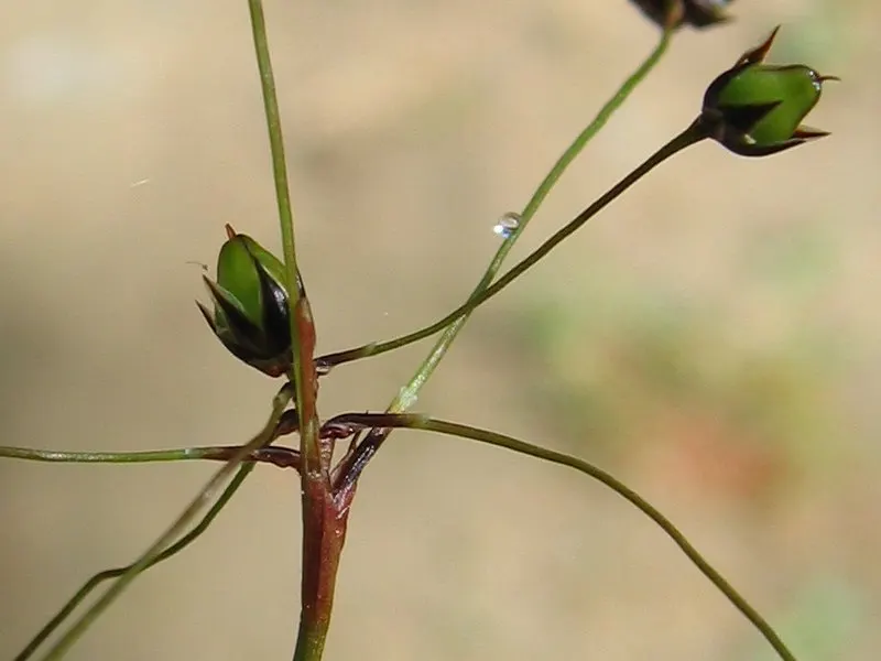 Hairy Wood Rush (Luzula Pilosa) — inviting element in a garden year-round; dark green leaves with distinctive hairy margins