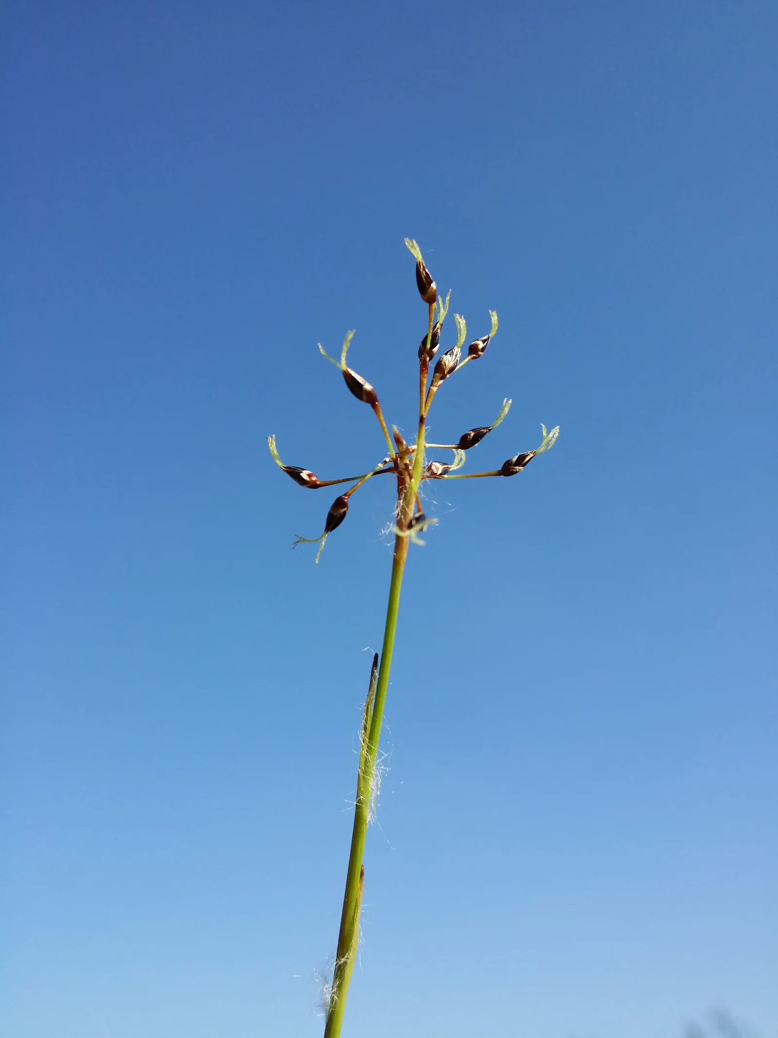Hairy Wood Rush (Luzula Pilosa) — growing up to 12 inches tall and wide; white flowers in the garden