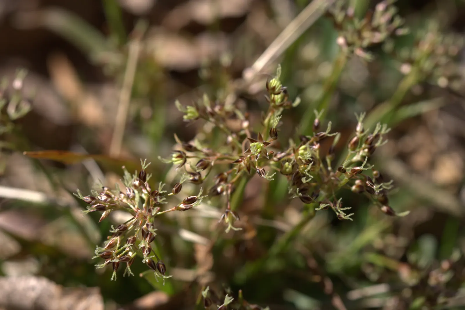 Hairy Wood Rush (Luzula Pilosa) — commonly referred to as Hairy Wood Rush; it prefers well-drained soil, image 63