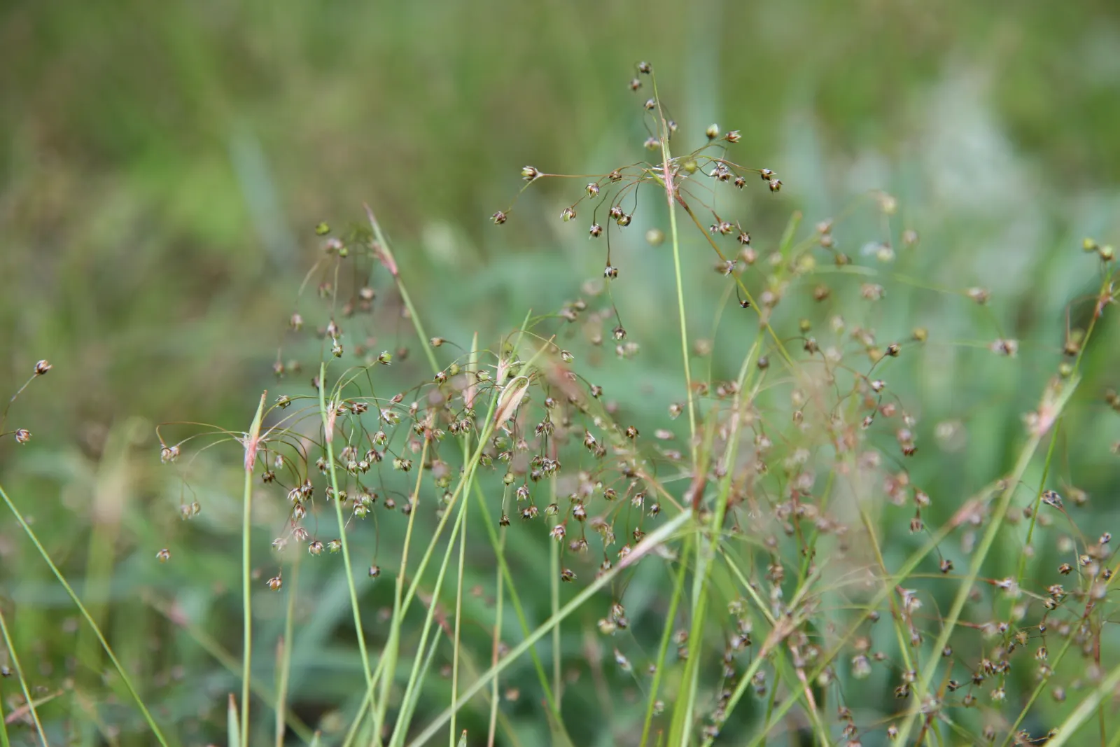 Hairy Wood Rush (Luzula Pilosa) — The Hairy Wood Rush (Luzula pilosa) is a shade-tolerant perennial, ideal for woodland aesthetics; growing up to 12 inches