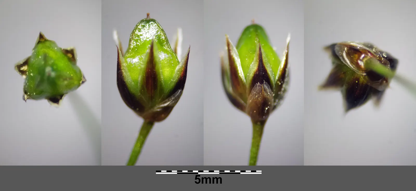 Hairy Wood Rush (Luzula Pilosa) — This hardy plant is native to the cooler regions of the Northern Hemisphere