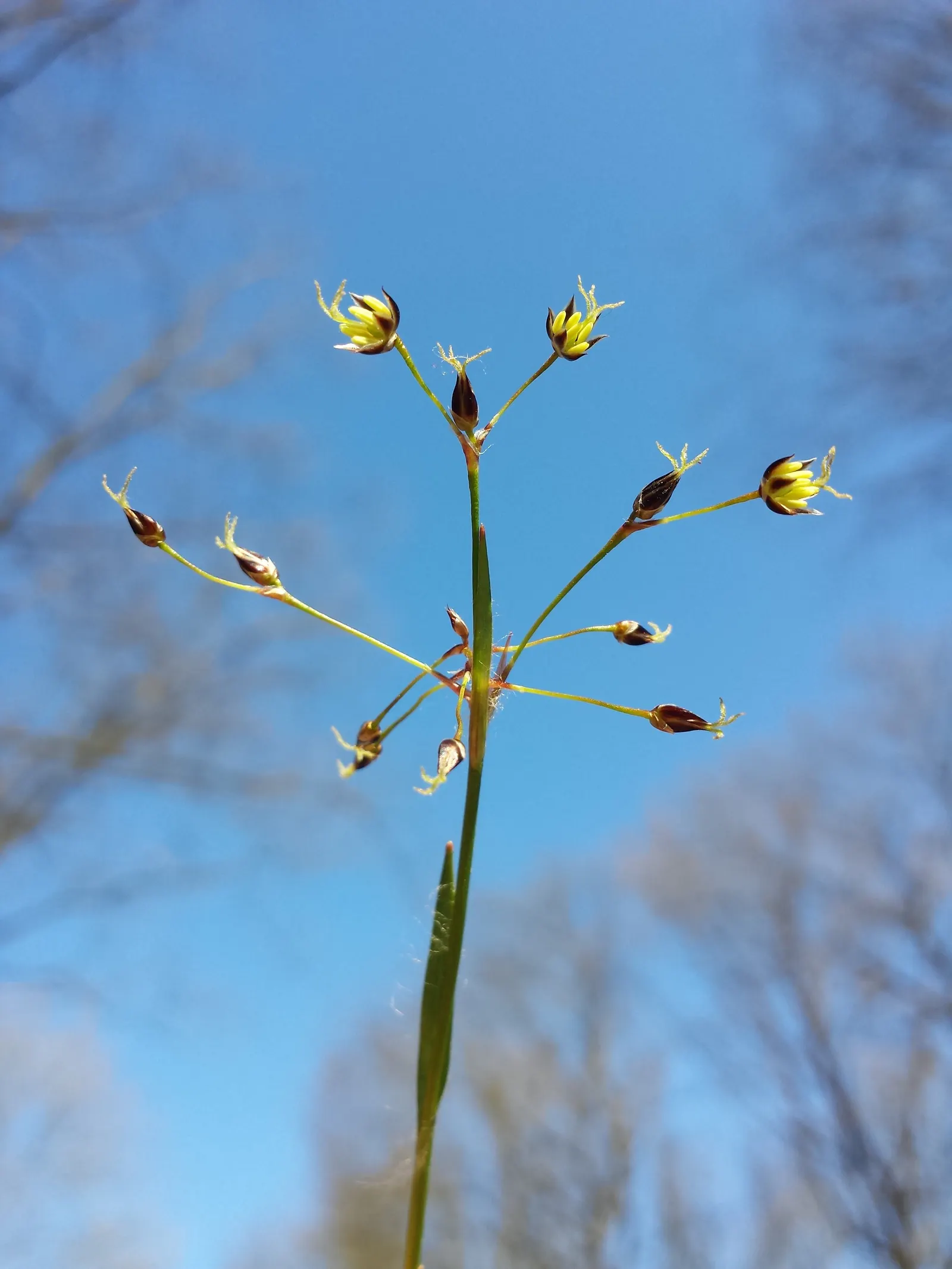 Hairy Wood Rush (Luzula Pilosa) — dark green leaves that grow to typically about 12 inches in height