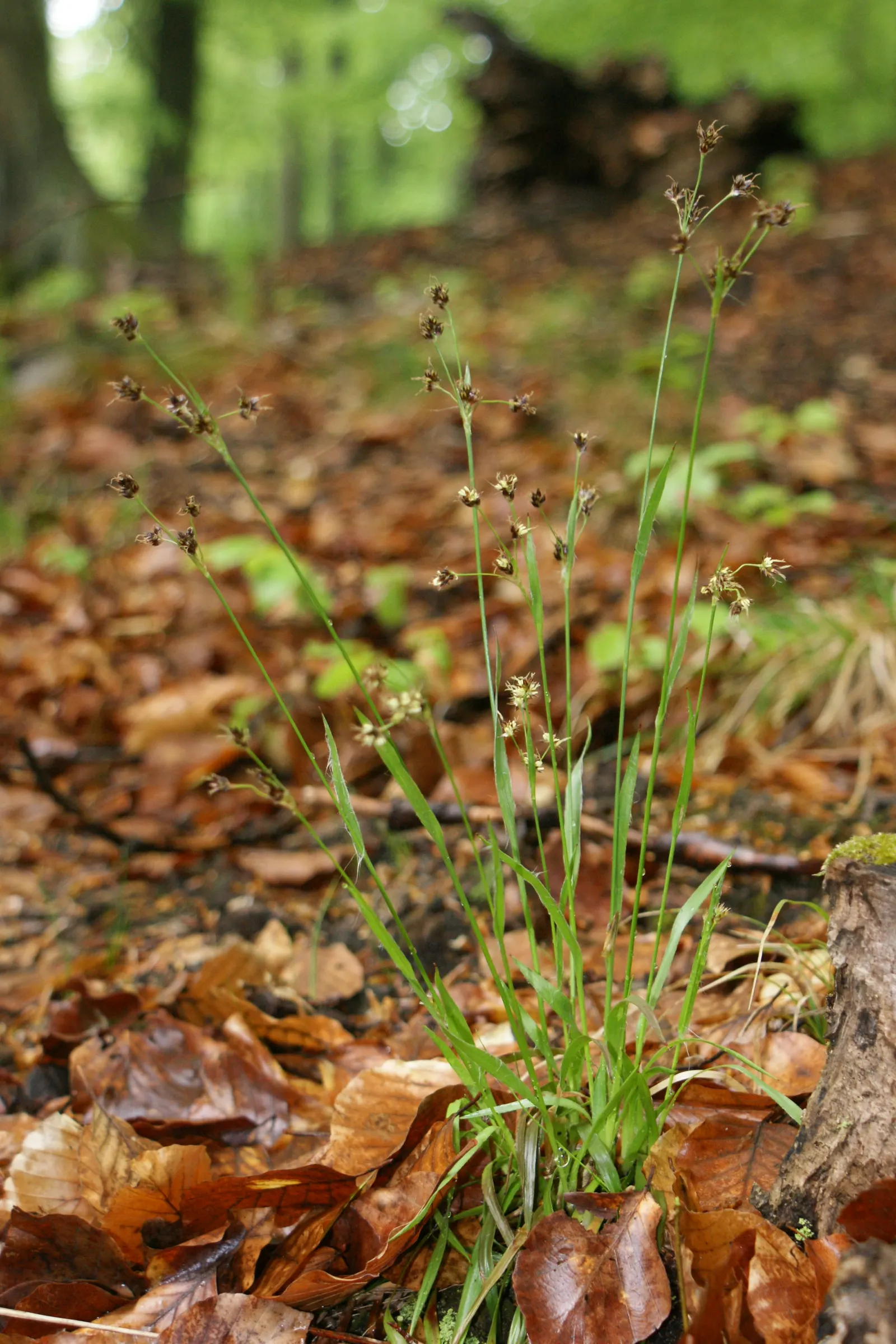Hairy Wood Rush (Luzula Pilosa) — These flowers are typically around 18 inches tall and are supported by slender