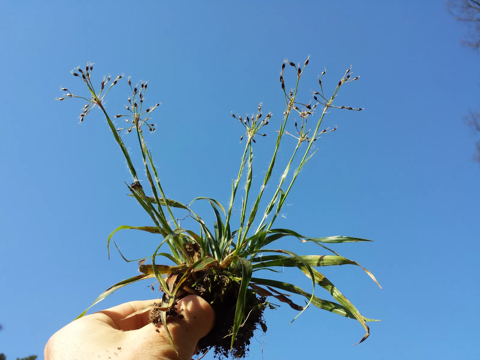 Hairy Wood Rush (Luzula Pilosa) — Small, brown flower clusters emerge in spring, adding texture, image 59