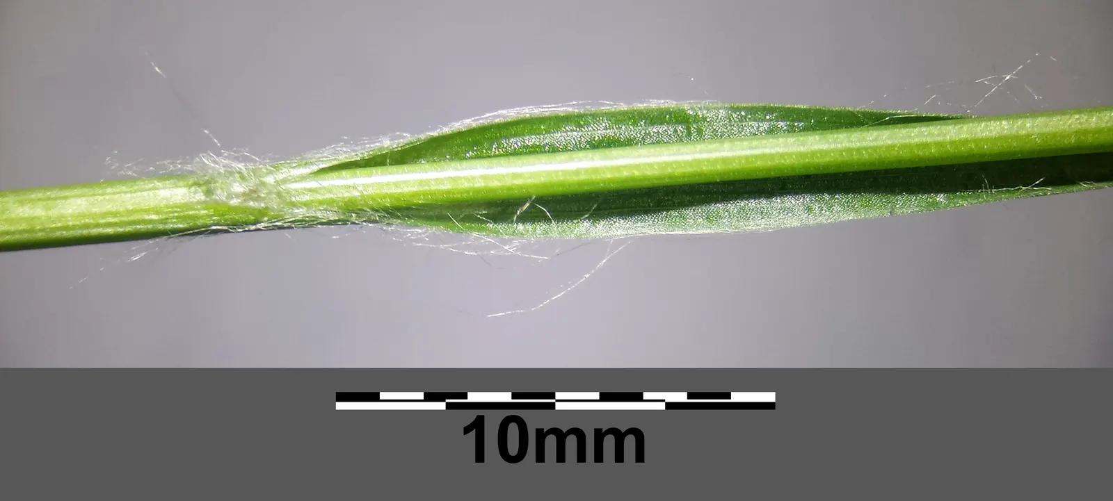 Hairy Wood Rush (Luzula Pilosa) — Small, brown flower clusters emerge in spring, adding texture