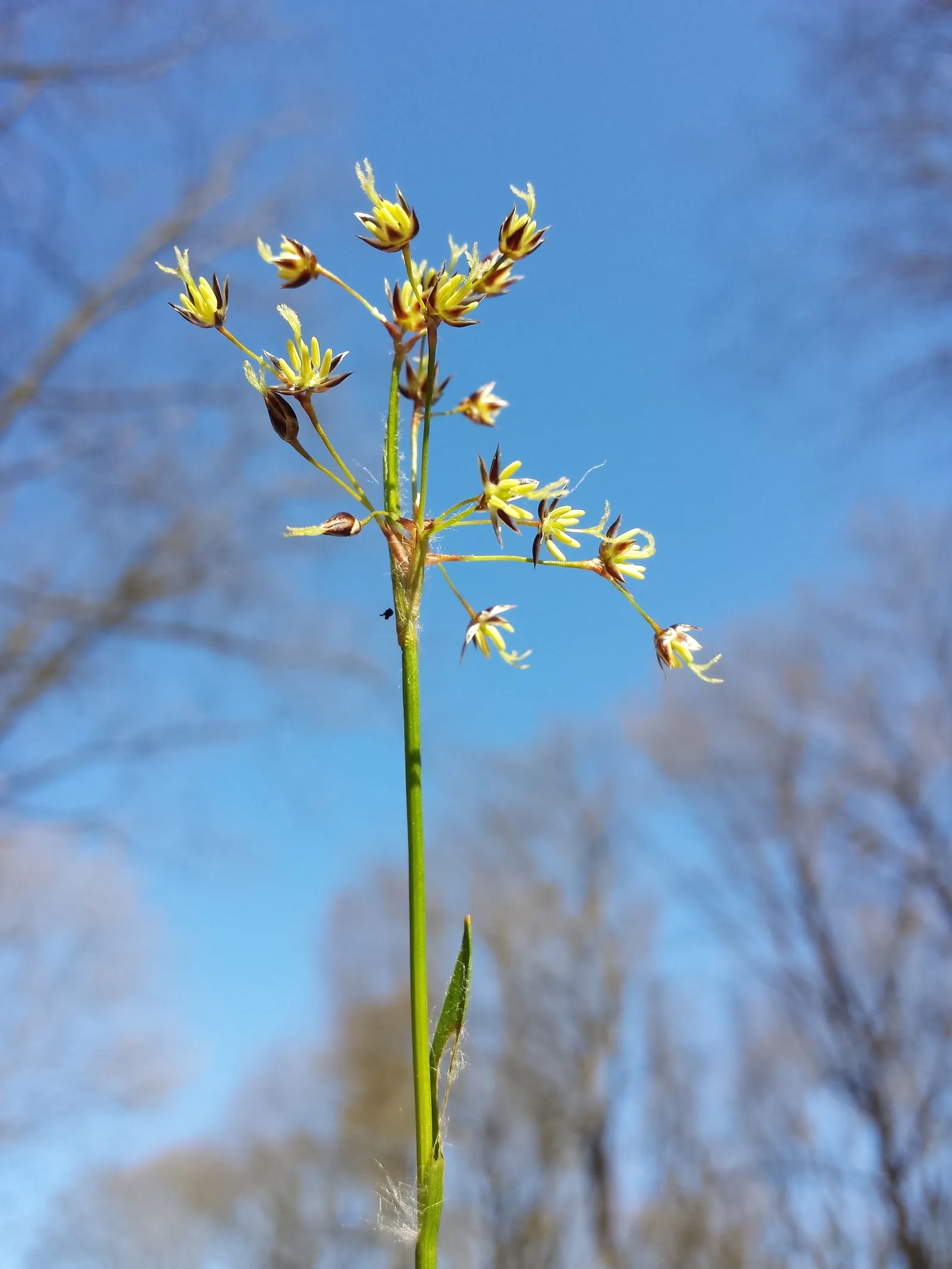 Hairy Wood Rush (Luzula Pilosa) — thrives under partial to full shade; these flowers are typically around 18 inches tall and are supported by slender