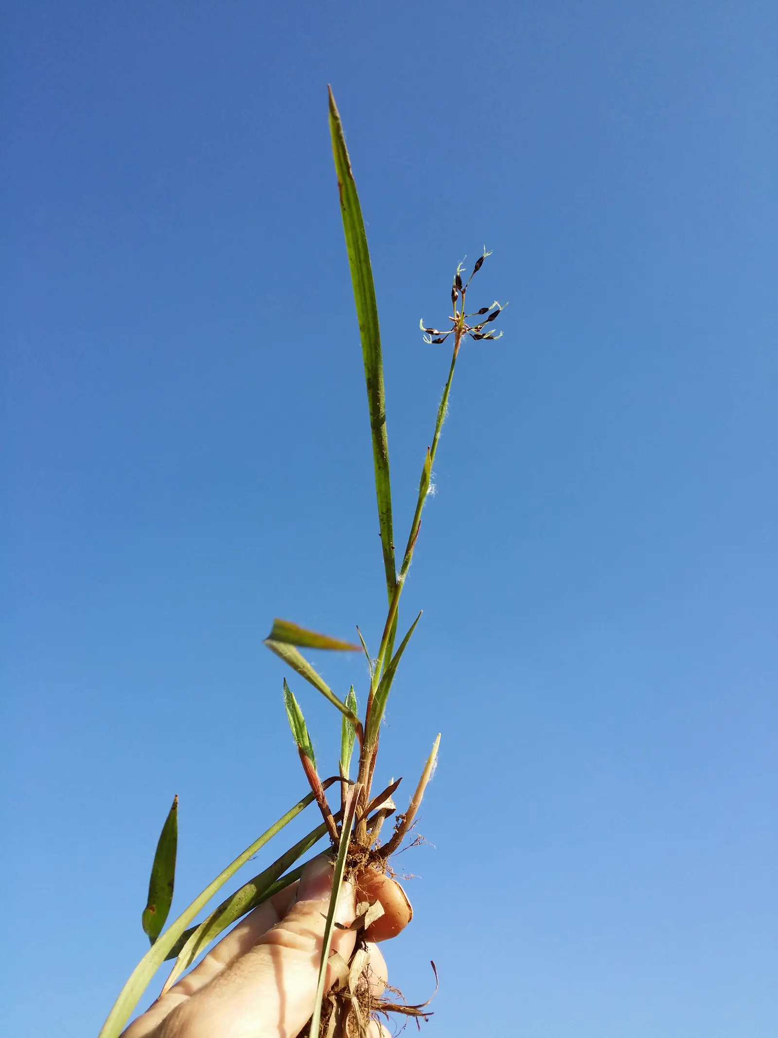 Hairy Wood Rush (Luzula Pilosa) — This hardy plant is native to the cooler regions of the Northern Hemisphere; grass for full or half or shade