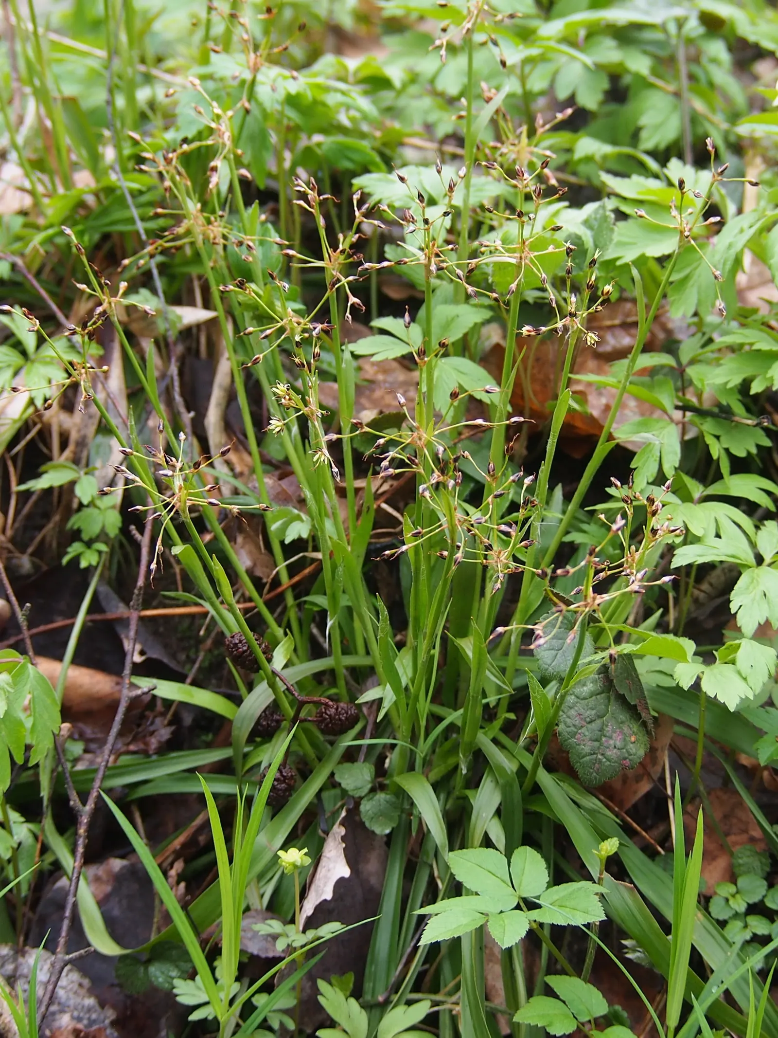 Hairy Wood Rush (Luzula Pilosa) — it prefers well-drained soil; this hardy plant is native to the cooler regions of the Northern Hemisphere