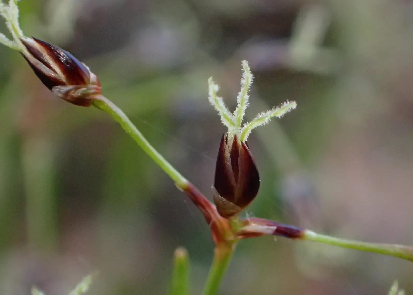 Hairy Wood Rush (Luzula Pilosa) — often reaching about 8 to 12 inches in diameter