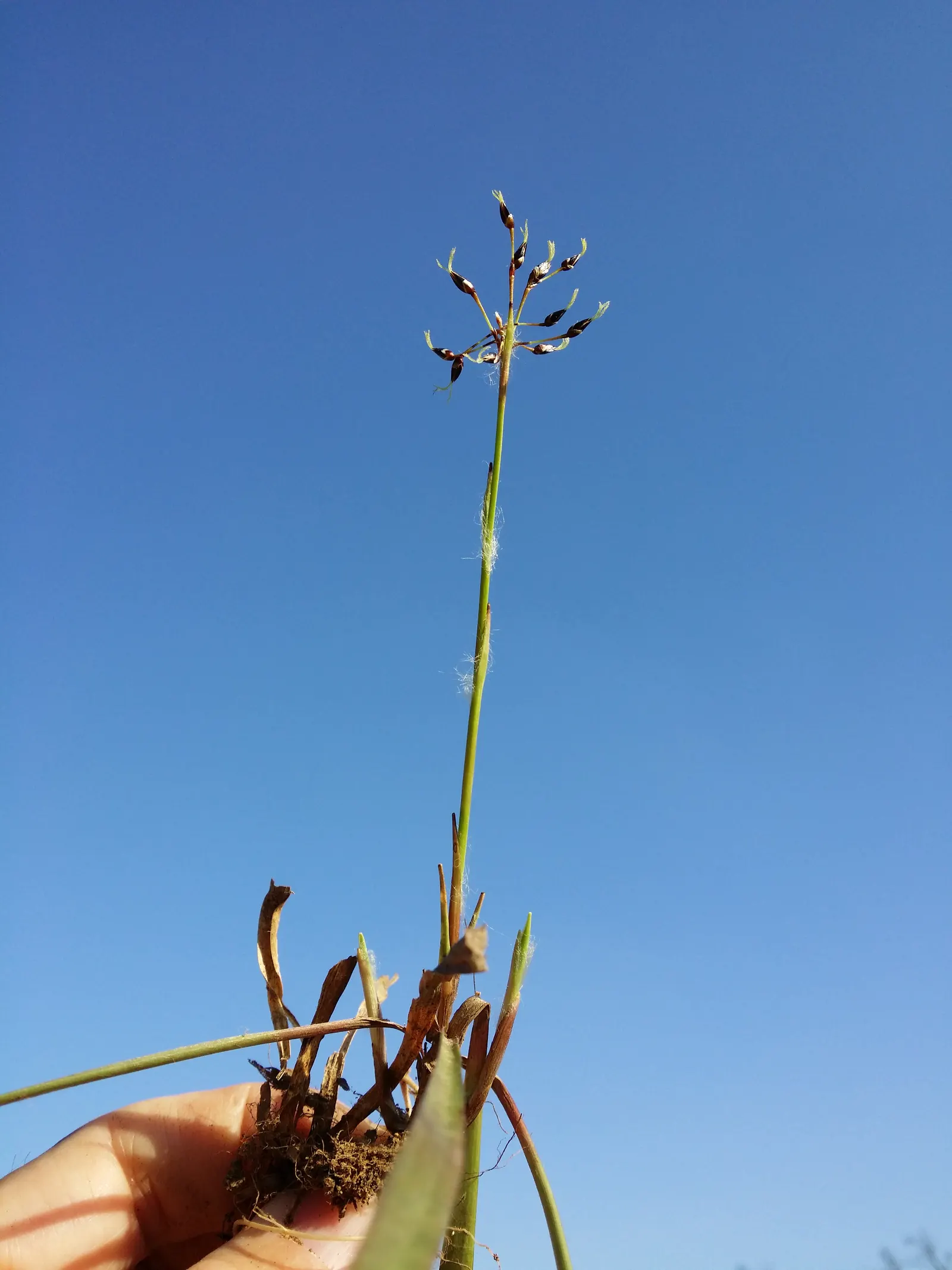 Hairy Wood Rush (Luzula Pilosa) — growing up to 12 inches tall and wide; white flowers in the garden, image 58