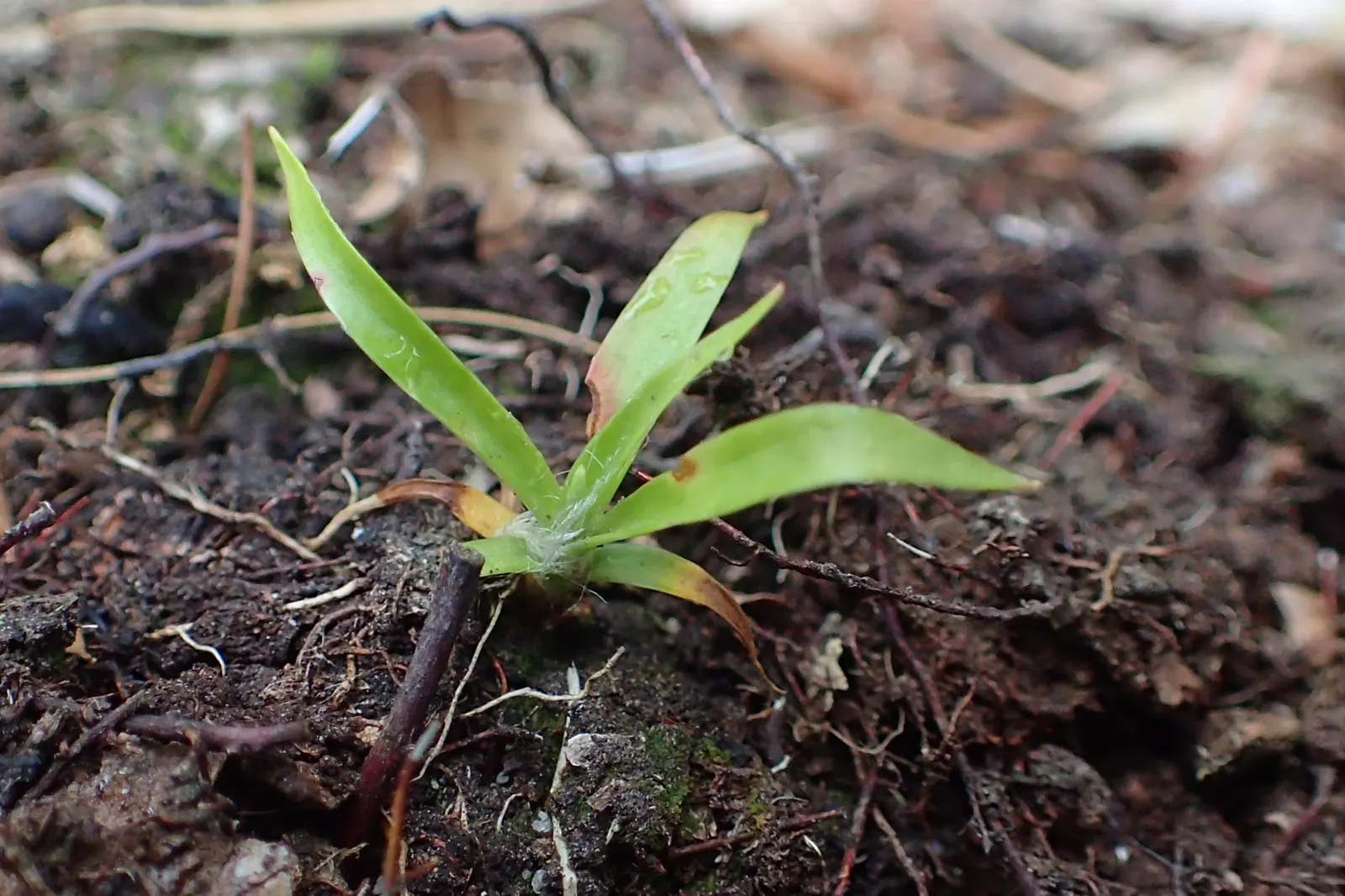 Hairy Wood Rush (Luzula Pilosa) — Although the blossoms might not be particularly showy; and offers low-maintenance ground cover or edge plantings for