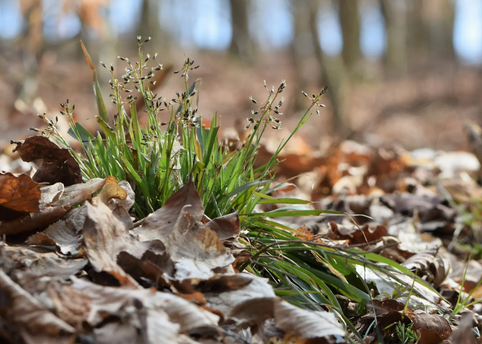 Hairy Wood Rush (Luzula Pilosa) — white flowers in the garden; is a perennial grass-like species that offers a lush