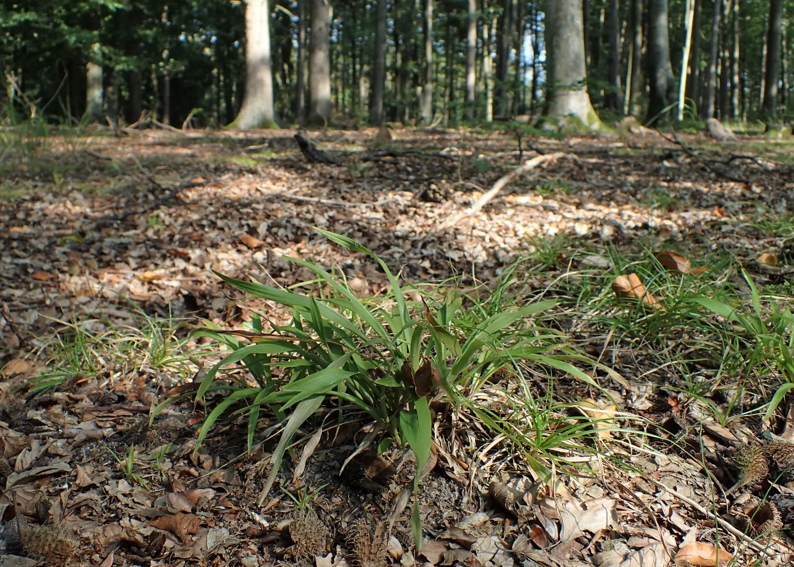 Hairy Wood Rush (Luzula Pilosa) — preferring a soil that is moist but well-drained