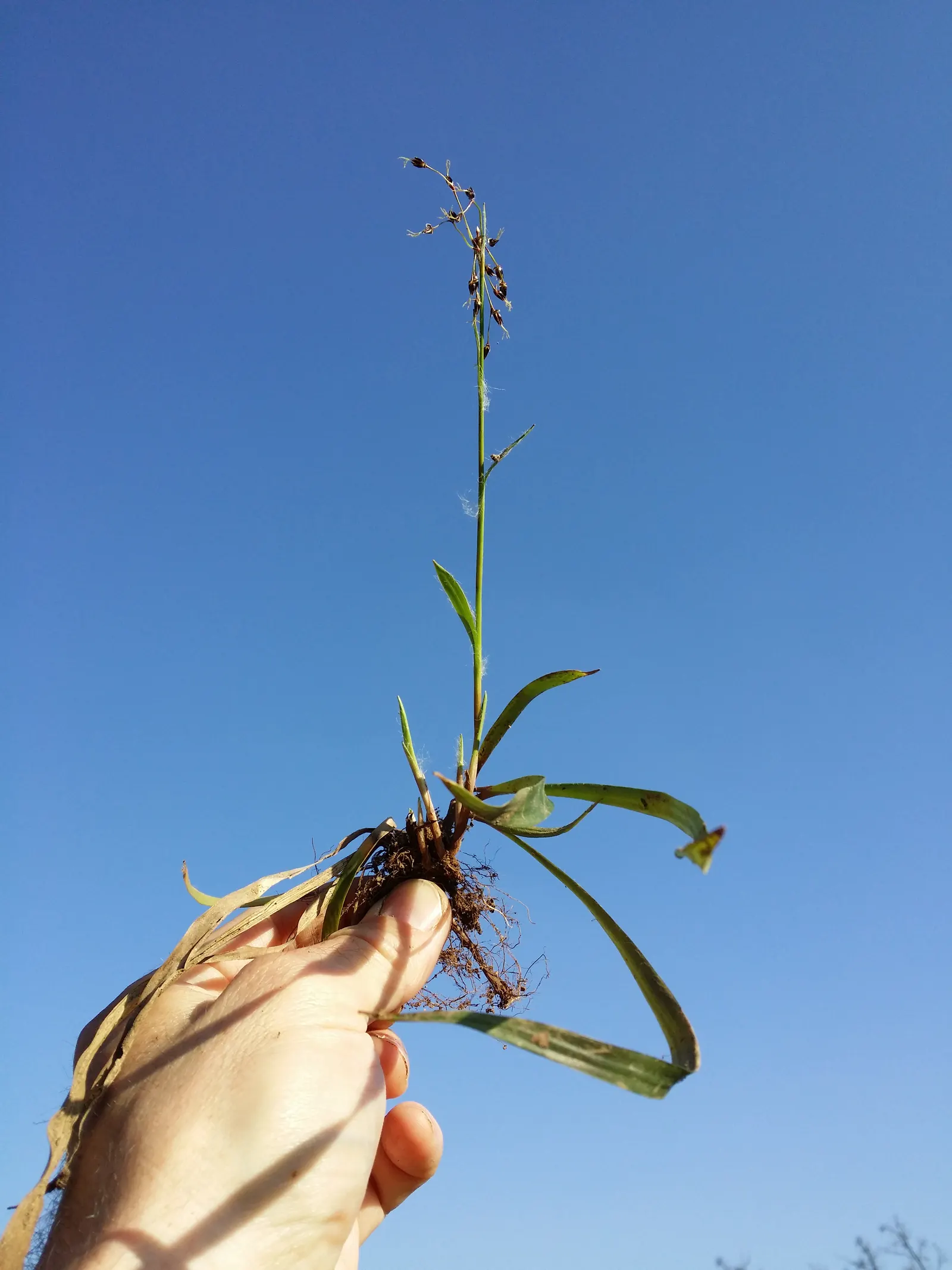 Hairy Wood Rush (Luzula Pilosa) — These flowers are typically around 18 inches tall and are supported by slender; and woodland understories