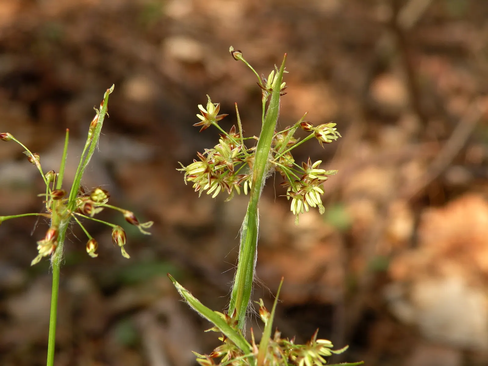Hairy Wood Rush (Luzula Pilosa) — they add a subtle charm and natural feel to woodland settings