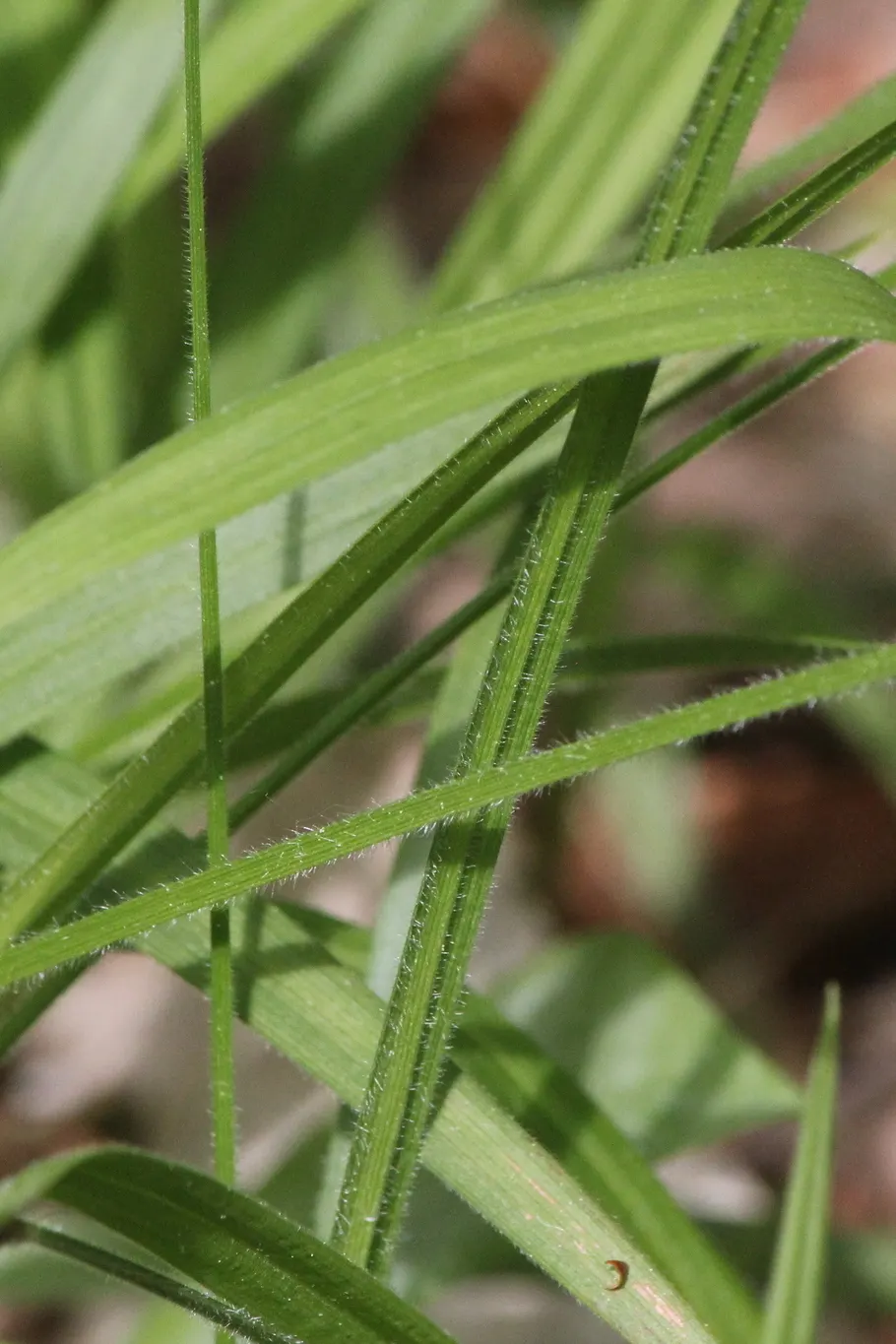 Hairy Wood Rush (Luzula Pilosa) — grass with white blooms