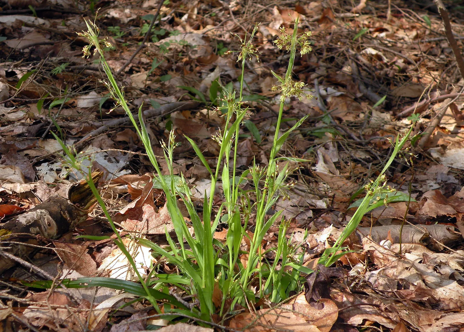 Hairy Wood Rush (Luzula Pilosa) — with each leaf characterized by a unique hairy texture that gives this plant its name