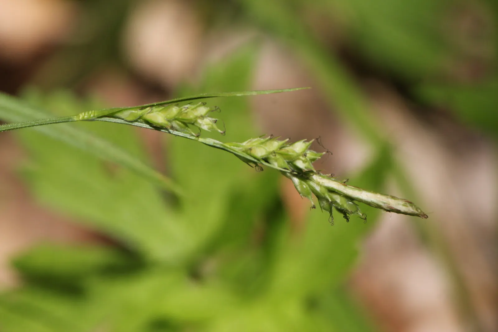 Hairy Wood Rush (Luzula Pilosa) — It features tufts of grass-like