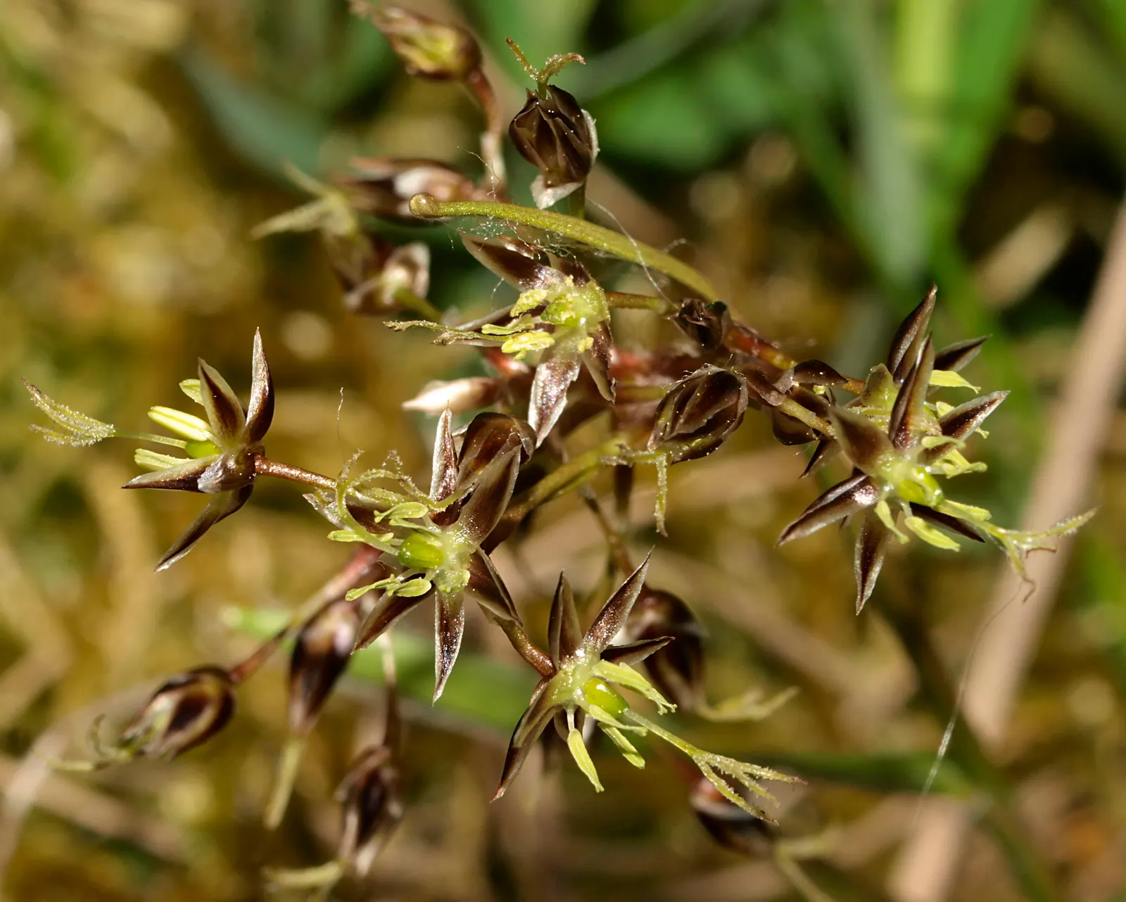 Hairy Wood Rush (Luzula Pilosa) — textured groundcover in the landscape garden