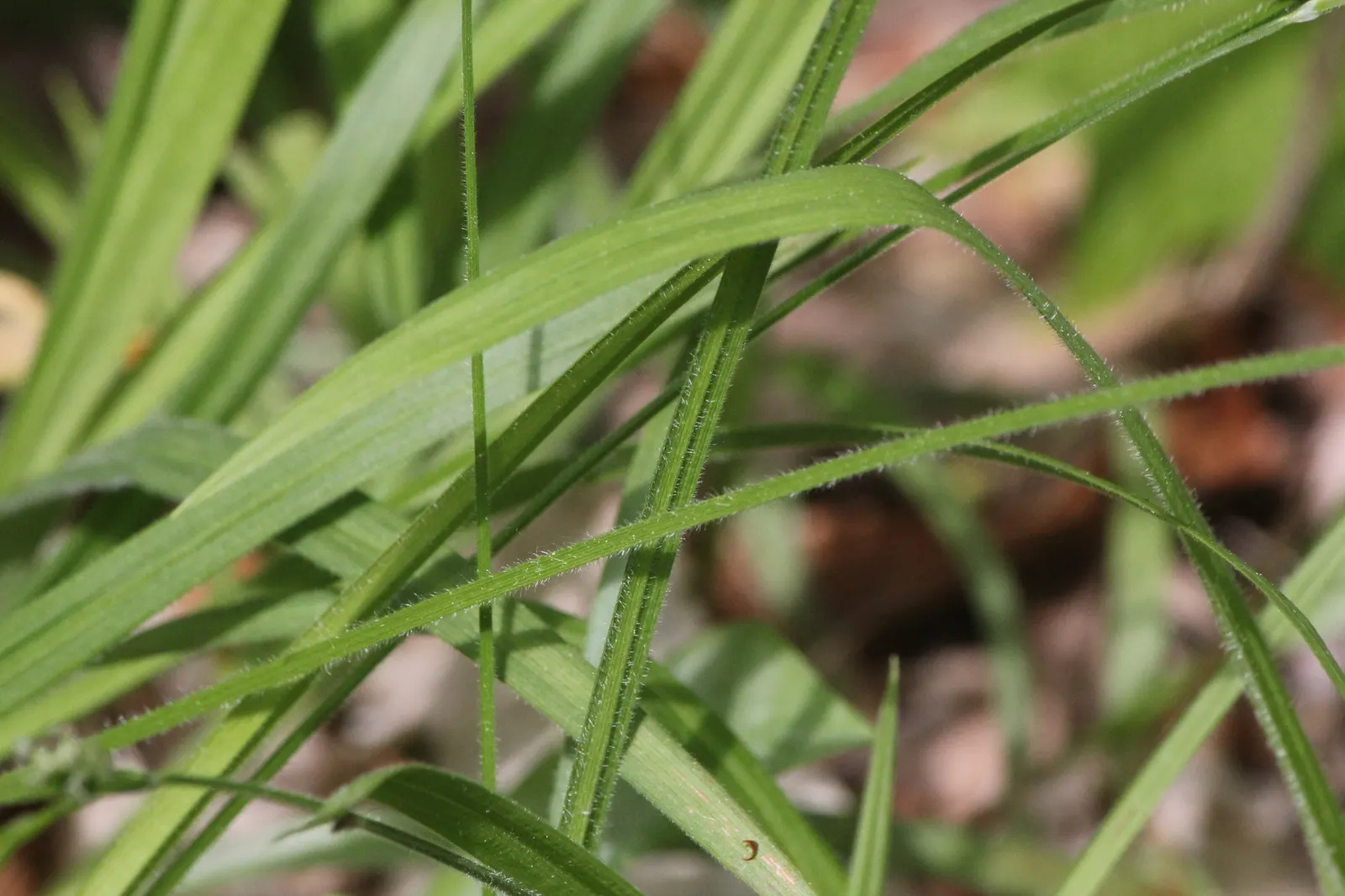 Hairy Wood Rush (Luzula Pilosa) — white flowers in the garden