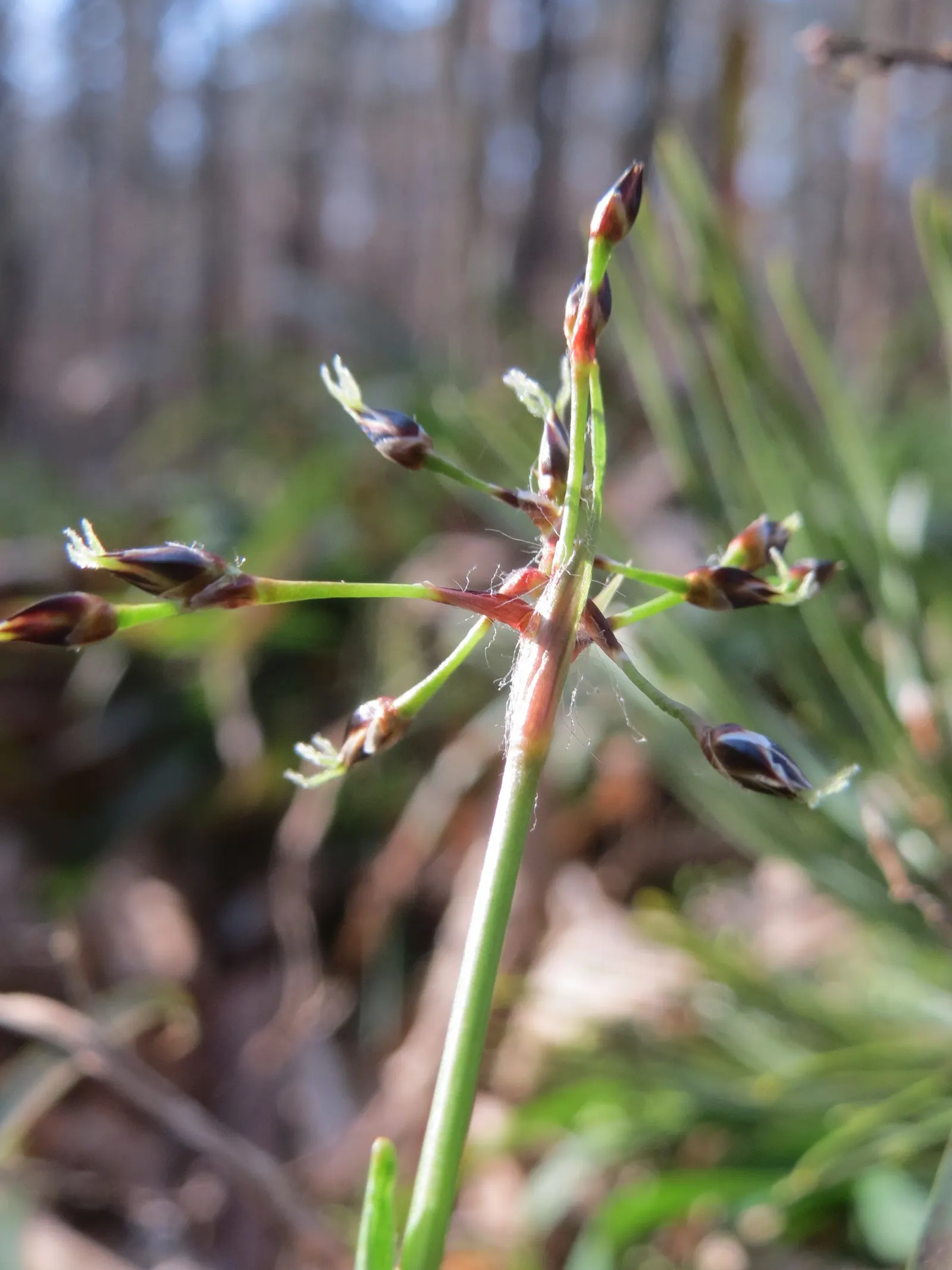 Hairy Wood Rush (Luzula Pilosa) — dark green leaves with distinctive hairy margins