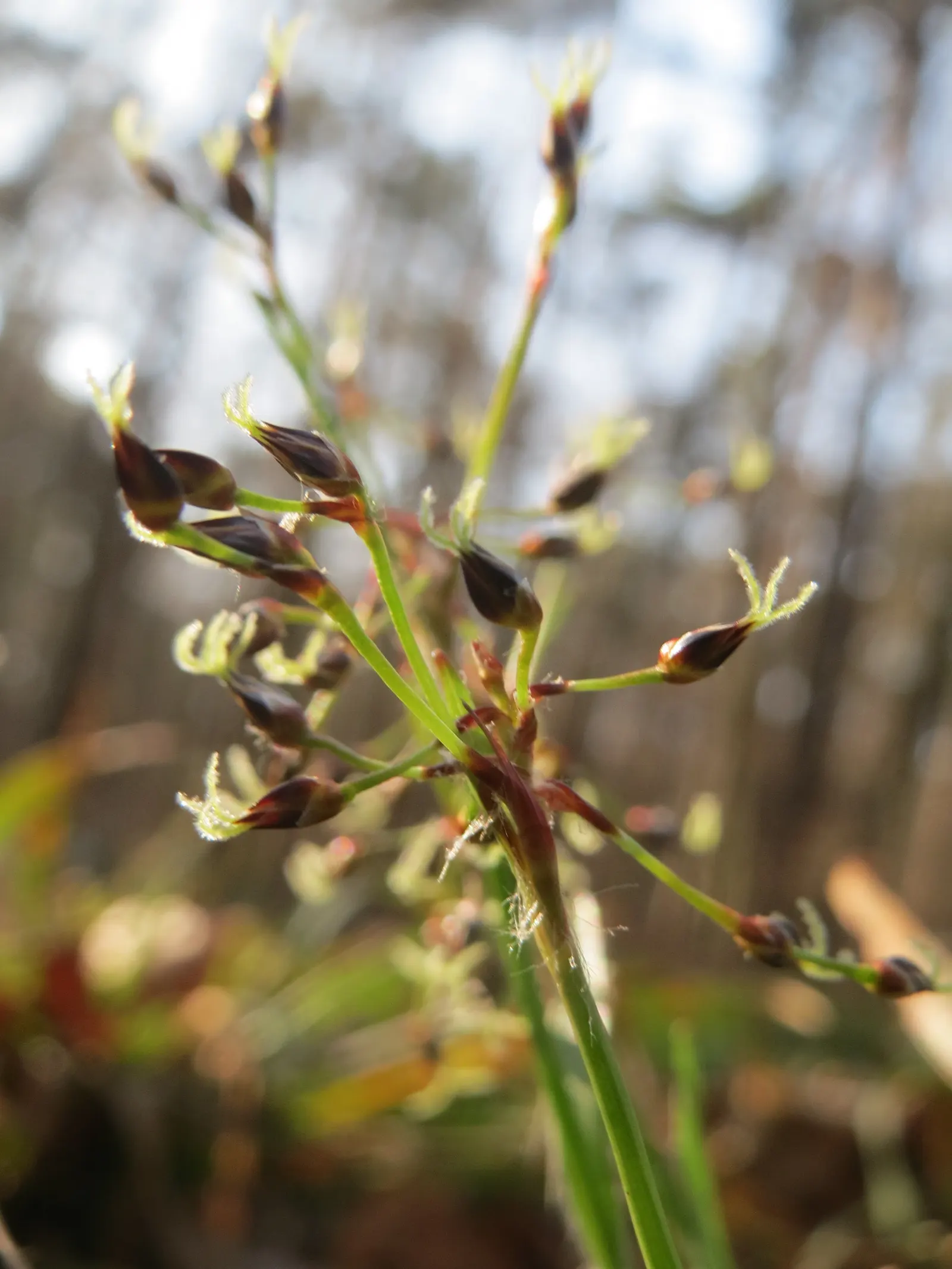 Hairy Wood Rush (Luzula Pilosa) — and woodland understories; often reaching about 8 to 12 inches in diameter