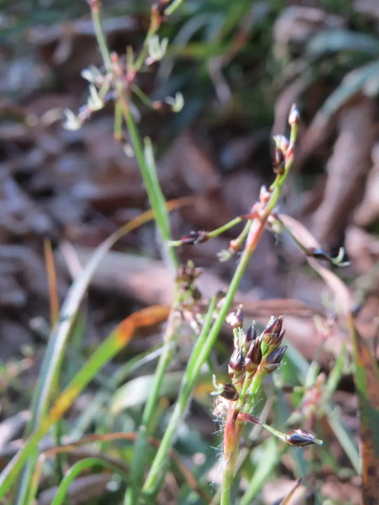 Hairy Wood Rush (Luzula Pilosa) — it prefers well-drained soil; this hardy plant is native to the cooler regions of the Northern Hemisphere, image 60