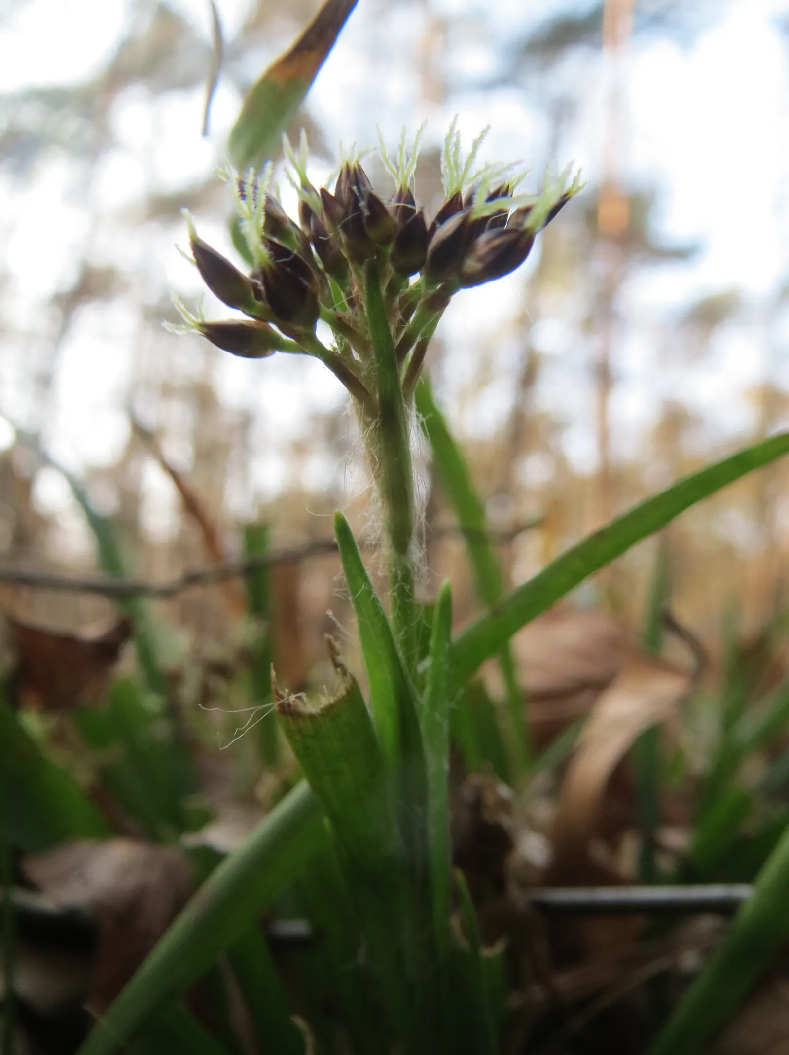 Hairy Wood Rush (Luzula Pilosa) — It's particularly well-suited for shaded borders; commonly referred to as Hairy Wood Rush