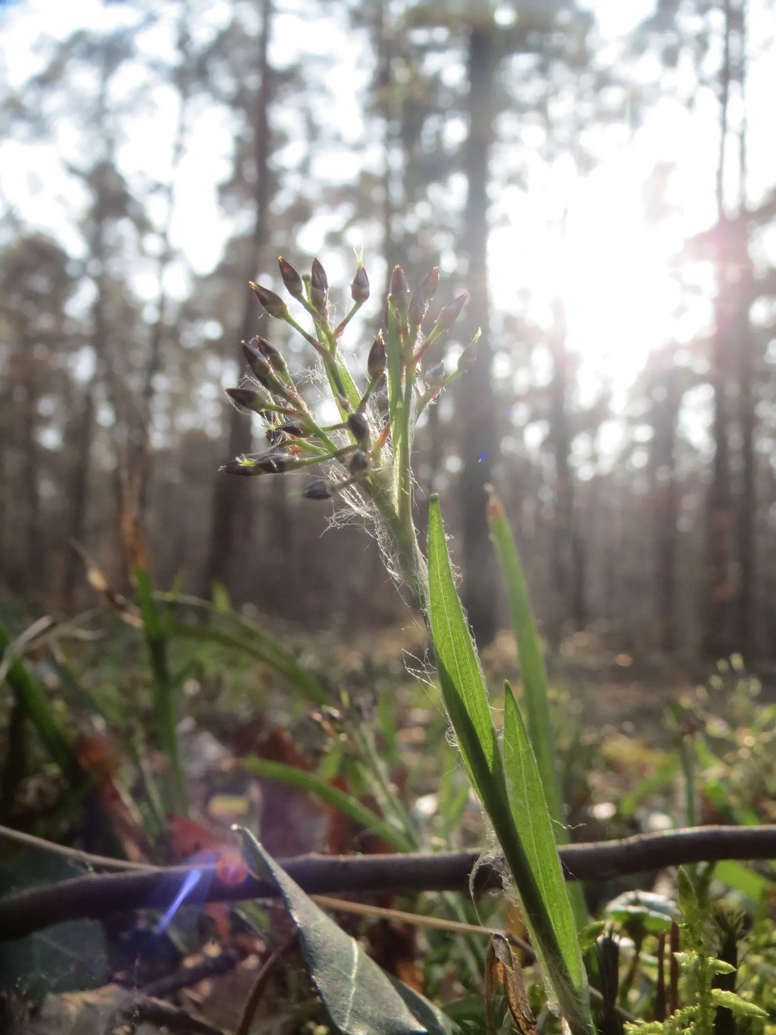Hairy Wood Rush (Luzula Pilosa) — It features tufts of grass-like; textured groundcover in the landscape garden