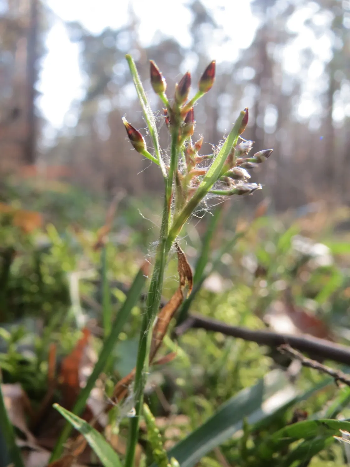 Hairy Wood Rush (Luzula Pilosa) — Small, brown flower clusters emerge in spring, adding texture, image 32