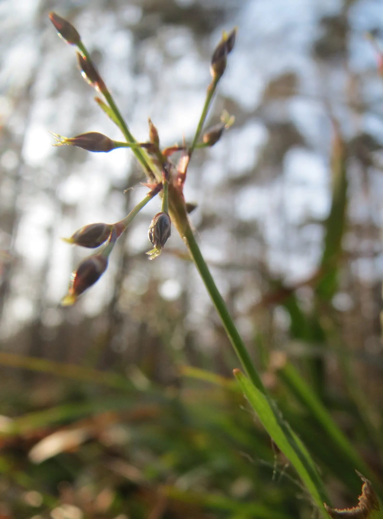 Hairy Wood Rush (Luzula Pilosa) — textured groundcover in the landscape garden; preferring a soil that is moist but well-drained