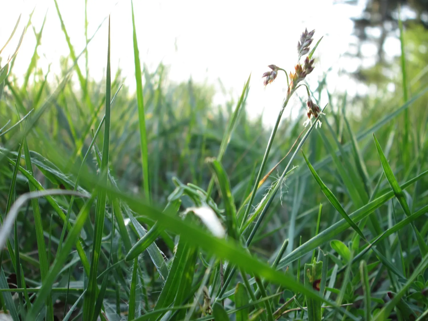 Hairy Wood Rush (Luzula Pilosa) — The leaves can spread outwards
