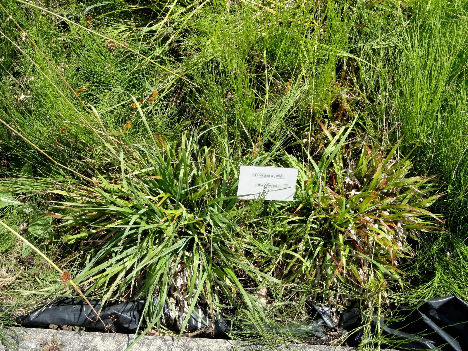Hairy Wood Rush (Luzula Pilosa) — dark green leaves with distinctive hairy margins; they add a subtle charm and natural feel to woodland settings, image 57