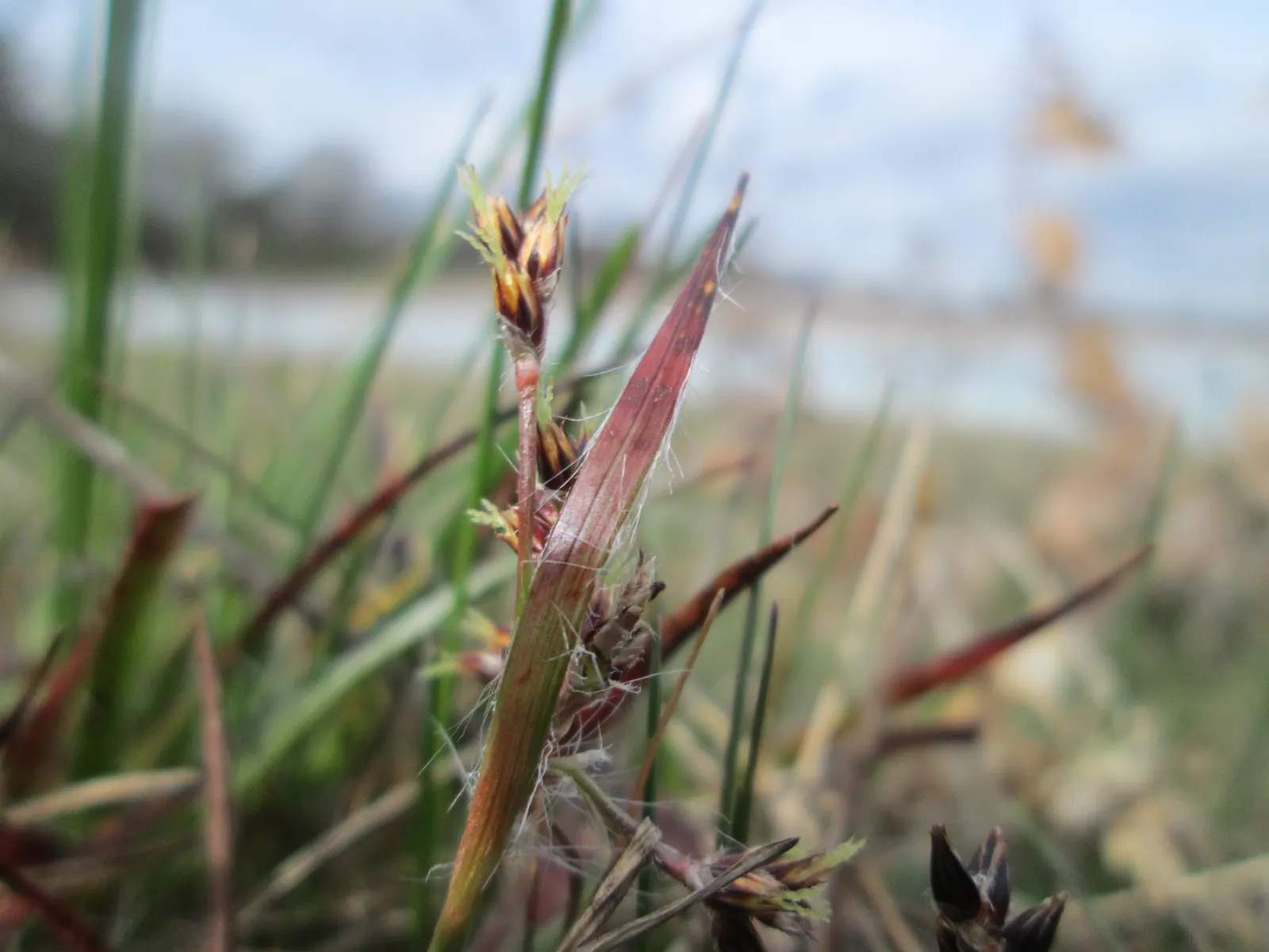 Hairy Wood Rush (Luzula Pilosa) — thrives under partial to full shade
