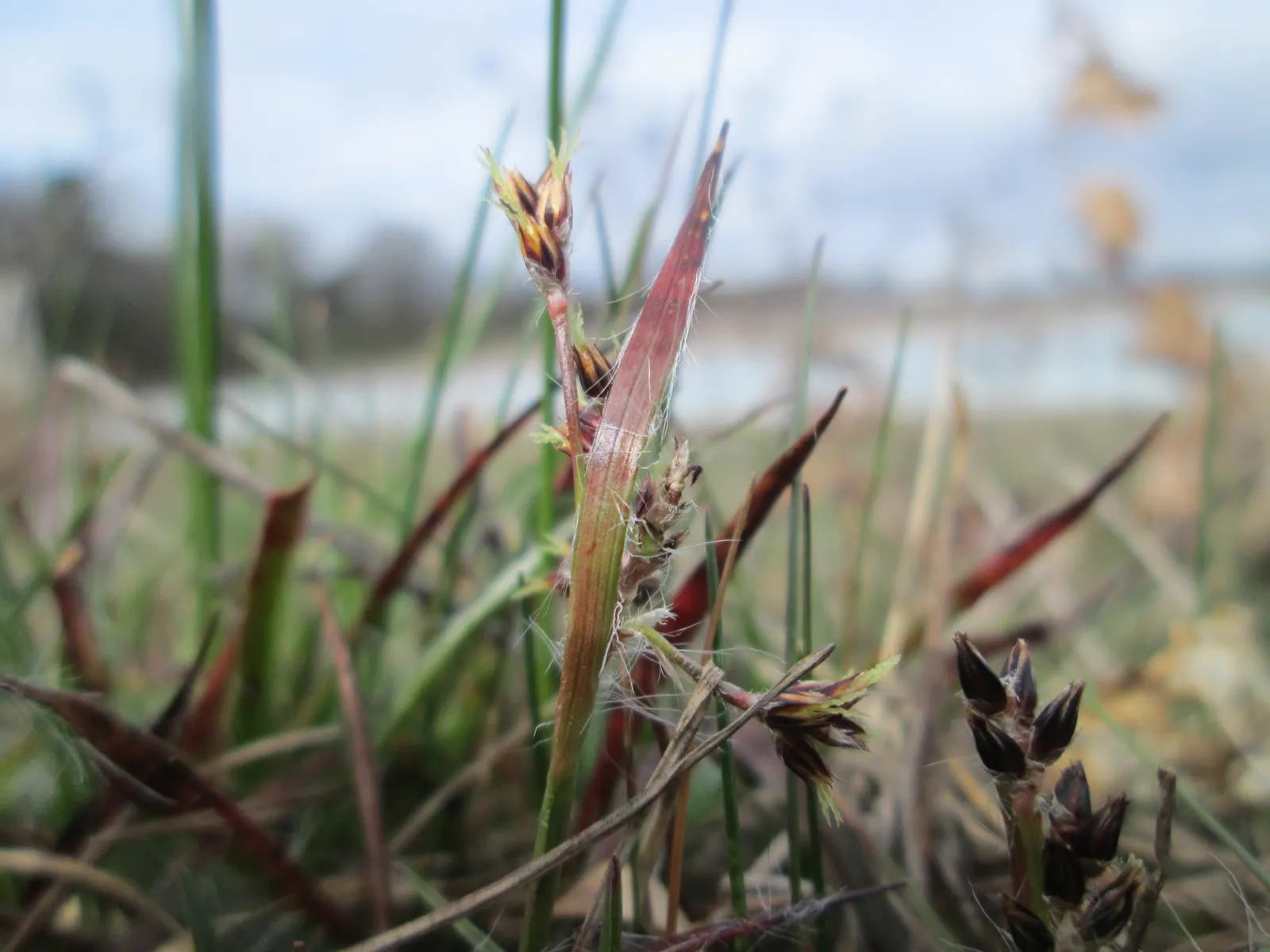 Hairy Wood Rush (Luzula Pilosa) — textured groundcover in the landscape garden; preferring a soil that is moist but well-drained, image 65