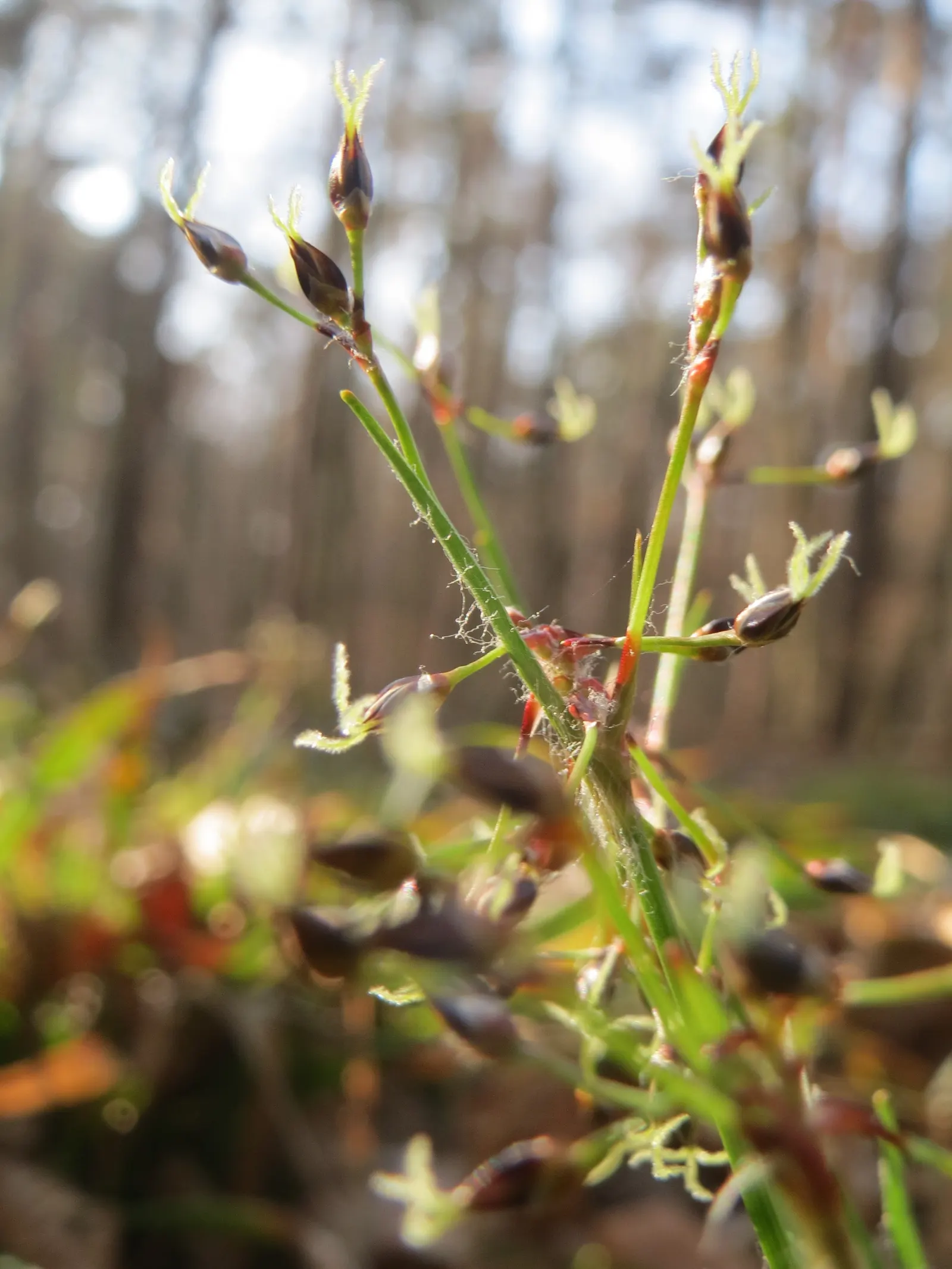 Hairy Wood Rush (Luzula Pilosa) — The Hairy Wood Rush (Luzula pilosa) is a shade-tolerant perennial, ideal for woodland aesthetics; growing up to, image 55