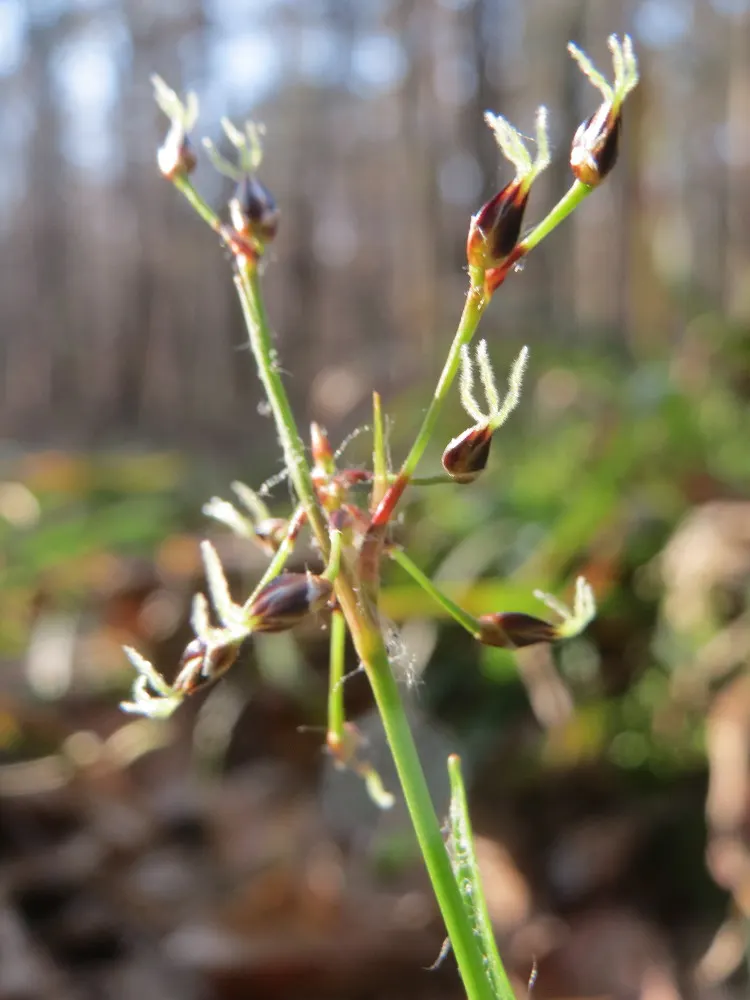 Hairy Wood Rush (Luzula Pilosa) — dark green leaves that grow to typically about 12 inches in height; thrives under partial to full shade