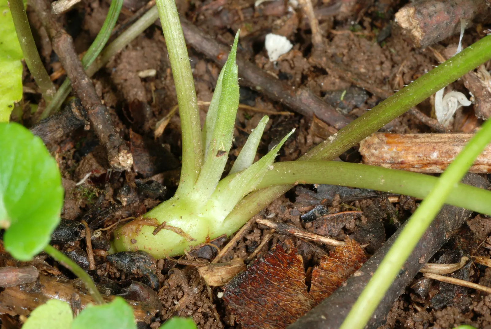 Meadow Violet (Viola Sororia) — which can be accentuated when planted en masse or as an understory plant beneath deciduous trees; blue and white, image 107