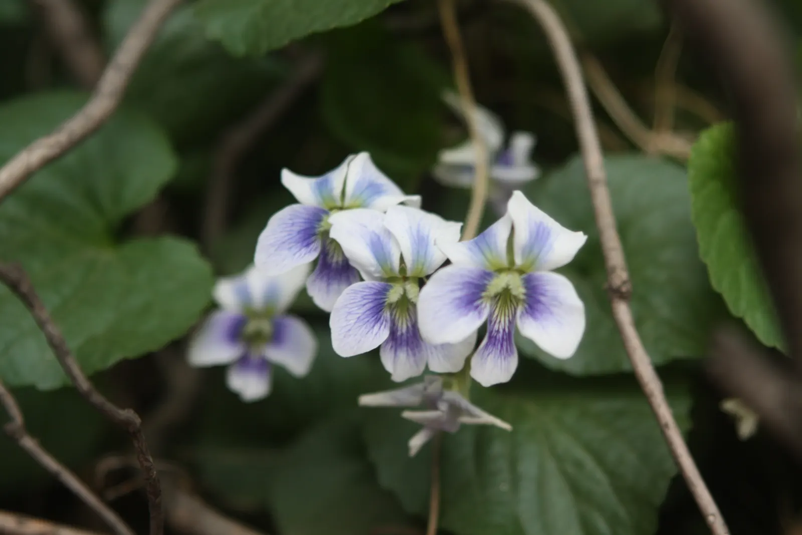 Meadow Violet (Viola Sororia) — annual / perennial for full or half; which can be accentuated when planted en masse or as an understory plant, image 66
