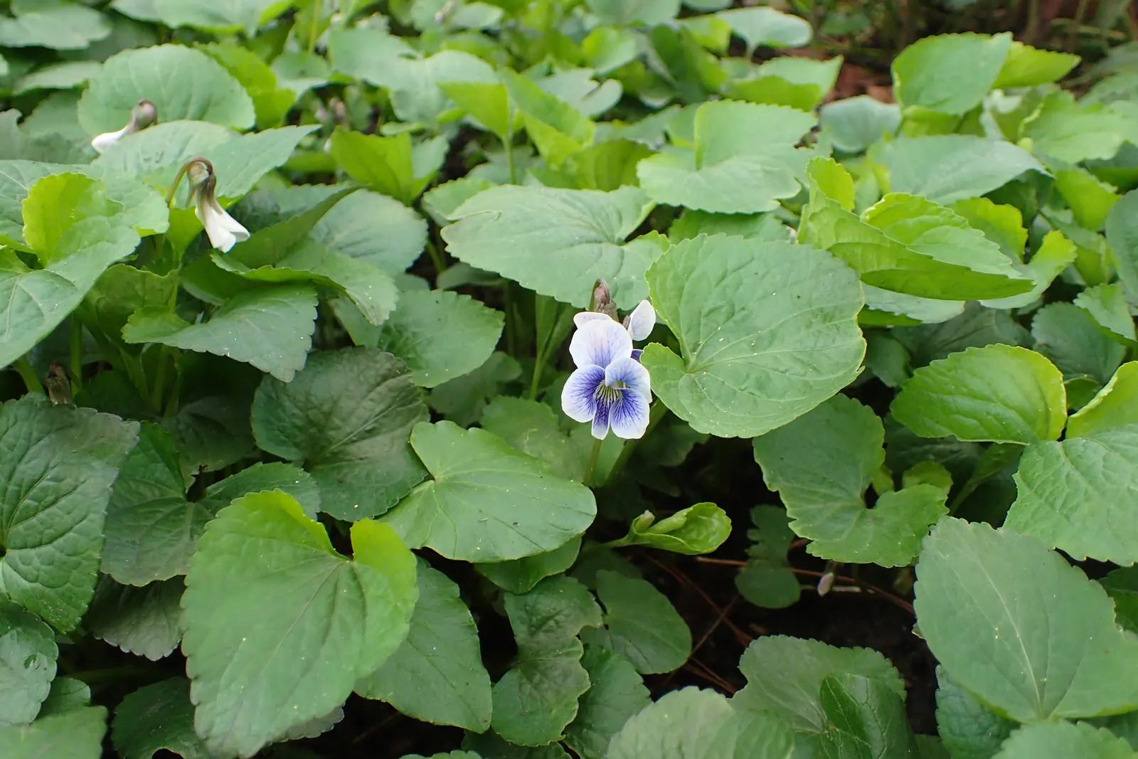 Meadow Violet (Viola Sororia) — These blooms are striking for their deep purple to blue-violet color; the Meadow Violet, Viola sororia, is a, image 76