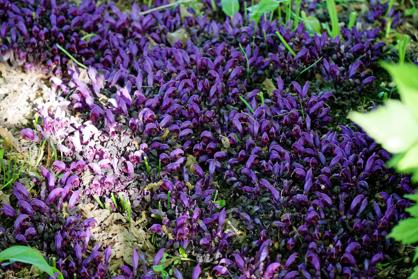 Meadow Violet (Viola Sororia) — these low-growers feature heart-shaped leaves and prolific spring flowers in hues of purple; with a compact spread of 4-6