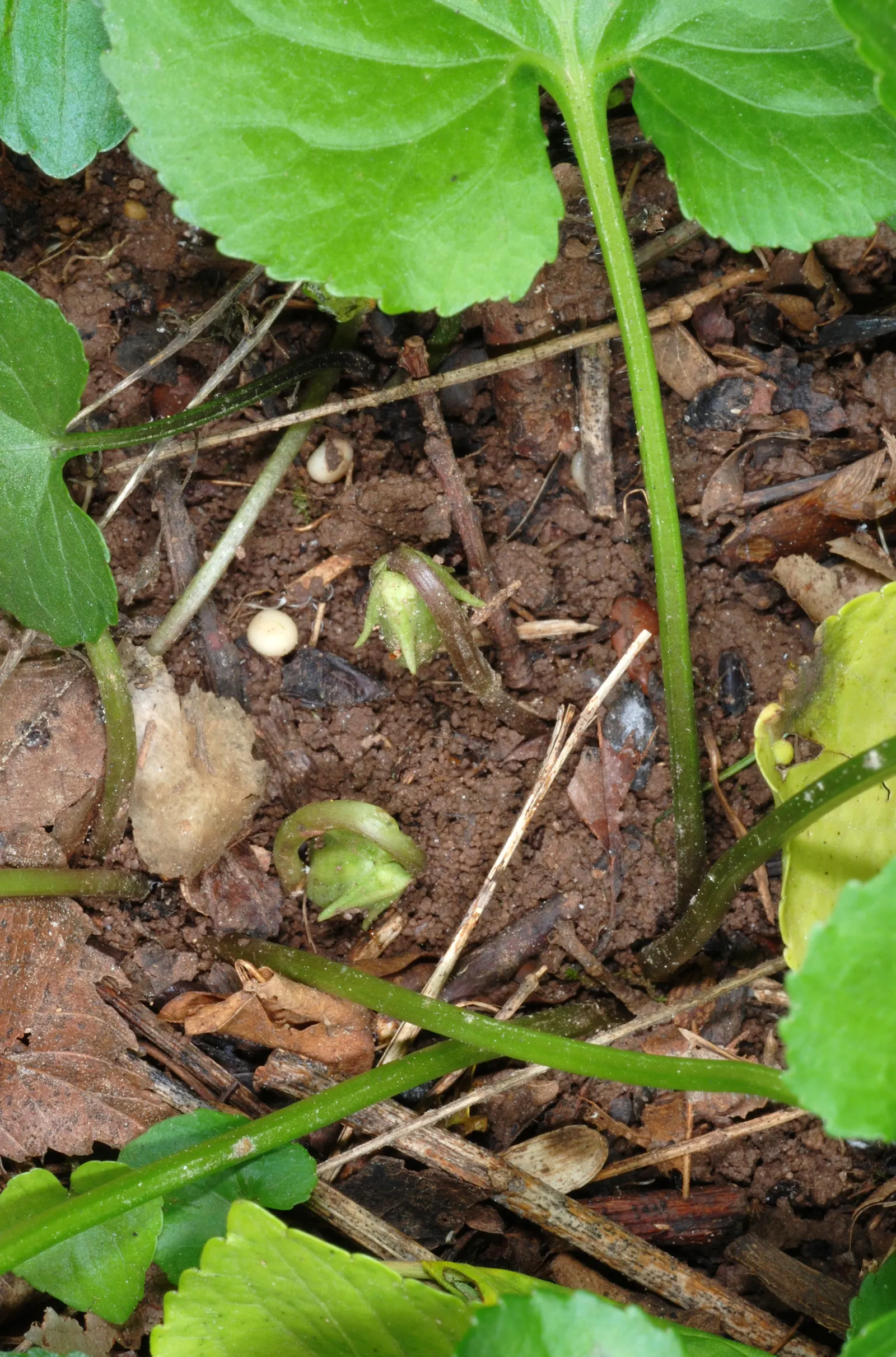 Meadow Violet (Viola Sororia) — which can be accentuated when planted en masse or as an understory plant beneath deciduous trees; blue and white flowers in the