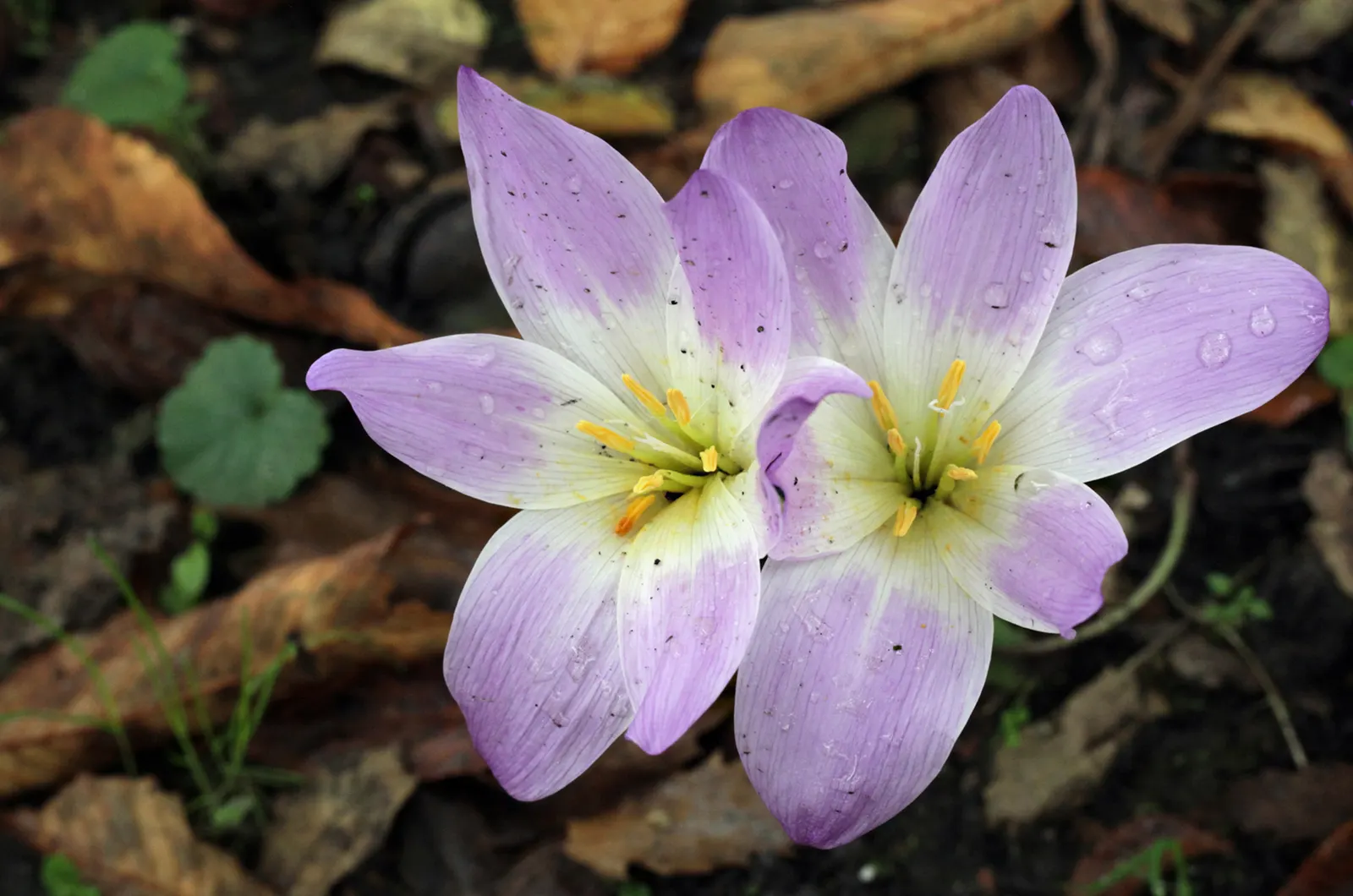 Meadow Violet (Viola Sororia) — When incorporating Viola sororia into your design; well-drained soil and are resistant to both deer and rabbits, image 83