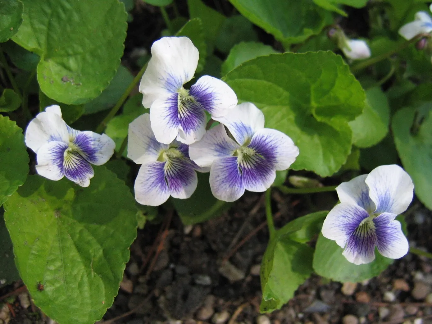Meadow Violet (Viola Sororia) — It thrives in USDA zones 3-7, preferring part-shade to full sun; often showcasing a delicate white center and, image 112