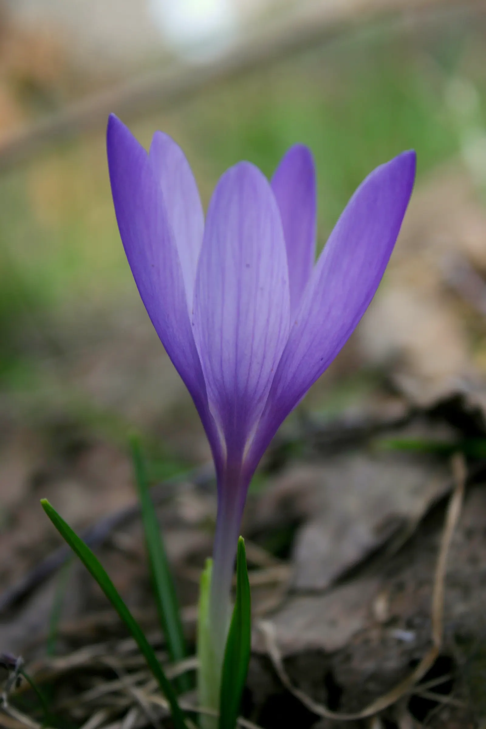 Meadow Violet (Viola Sororia) — these low-growers feature heart-shaped leaves and prolific spring flowers in hues of purple